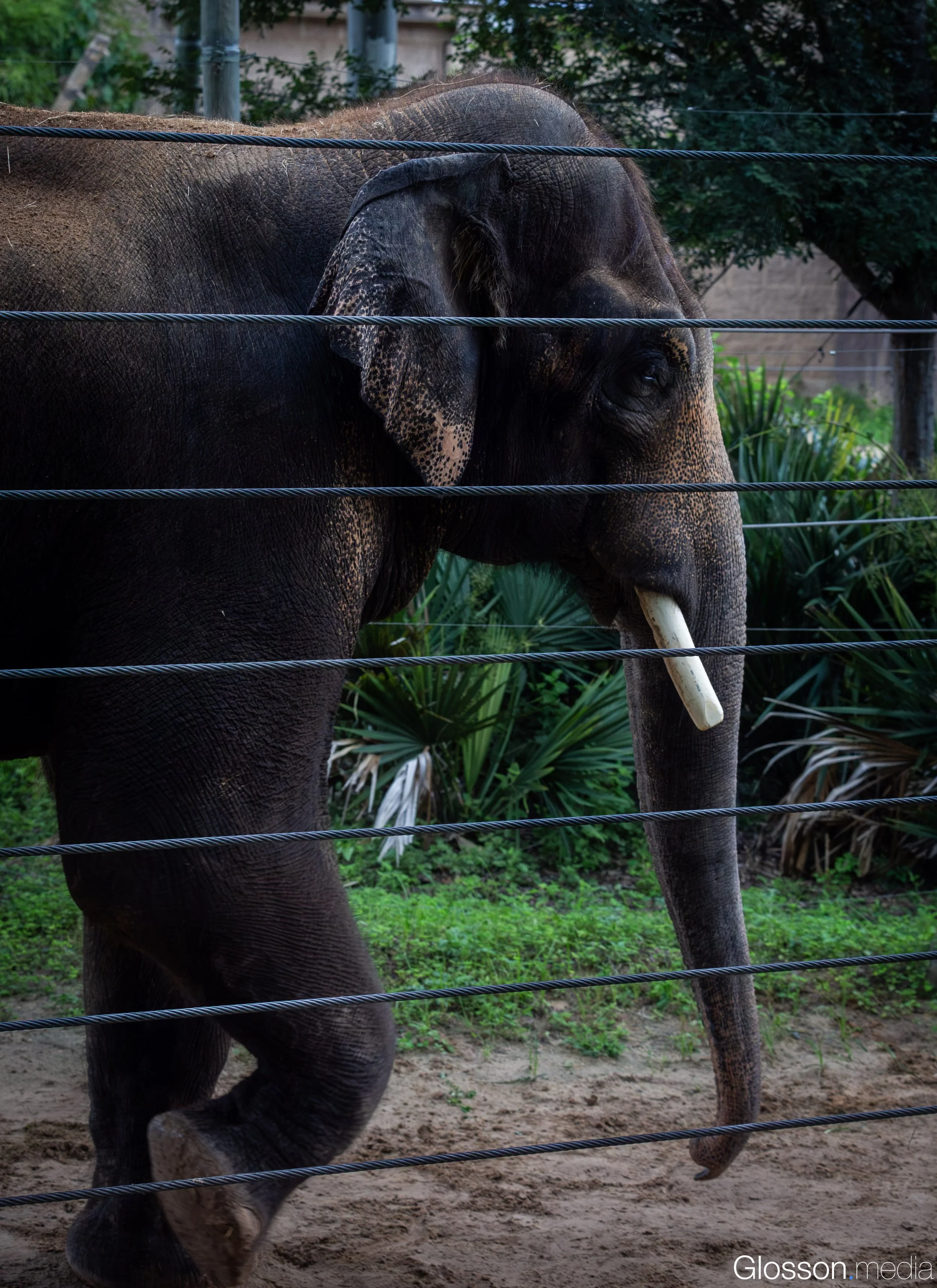 Zoo-18.jpg