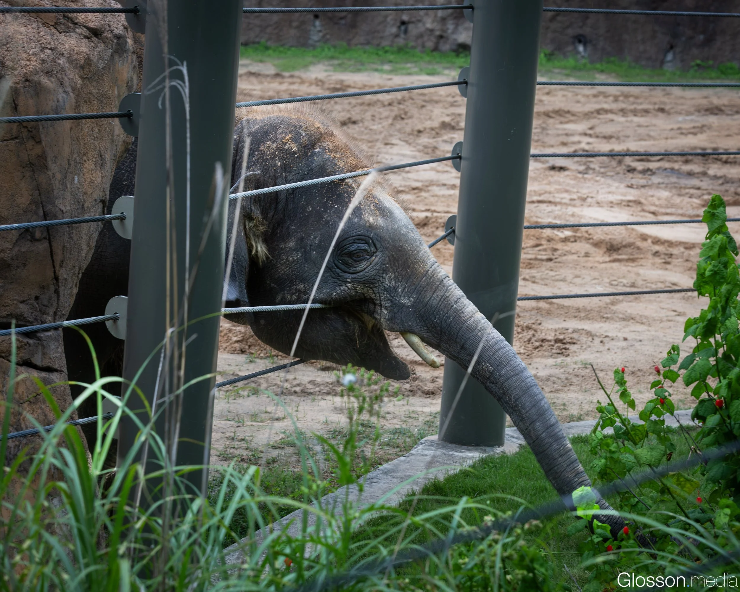 Zoo-19.jpg