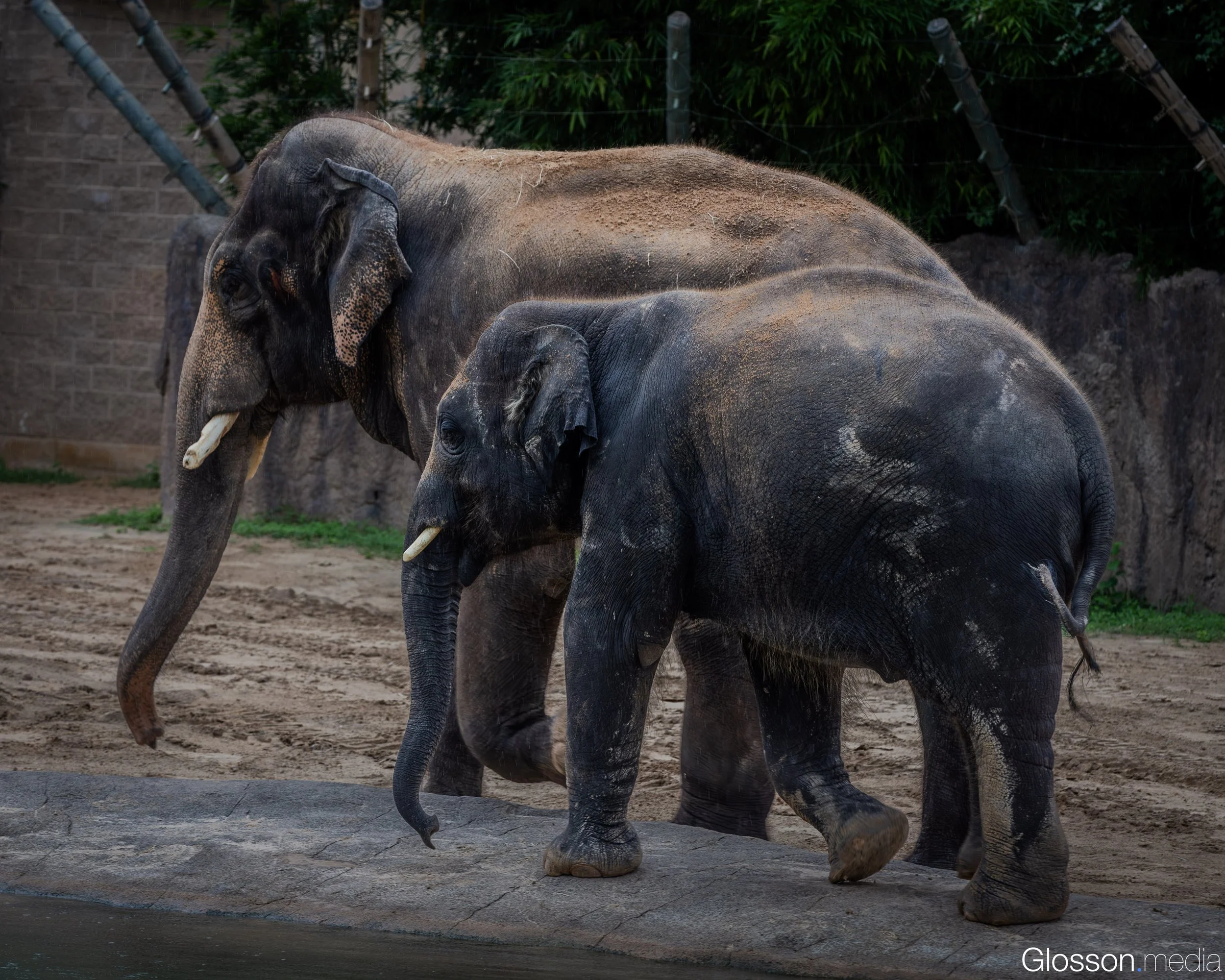 Zoo-20.jpg