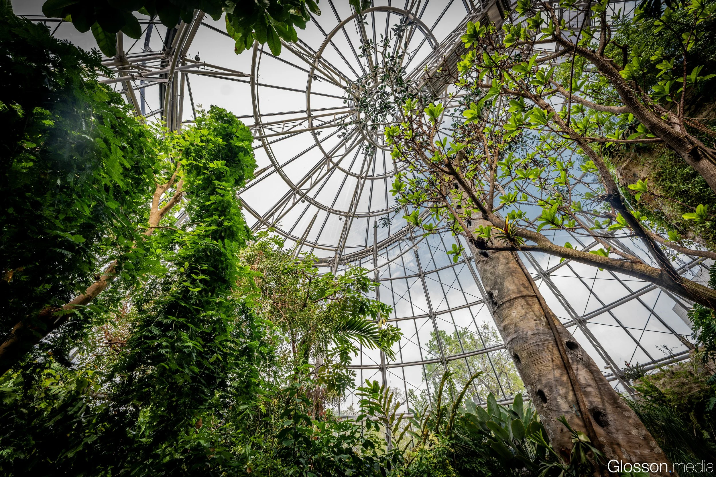 Butterfly-Center-Houston-Glosson-1.jpg