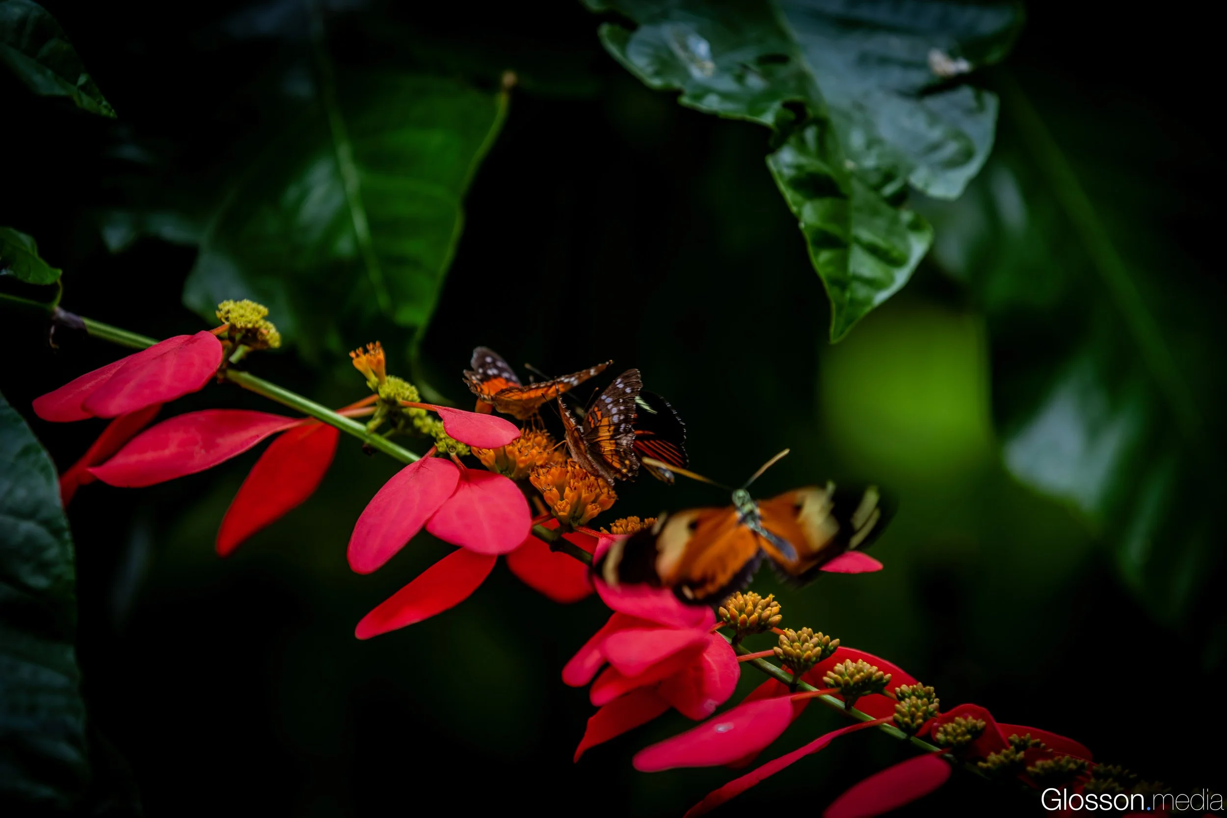 Butterfly-Center-Houston-Glosson-7.jpg