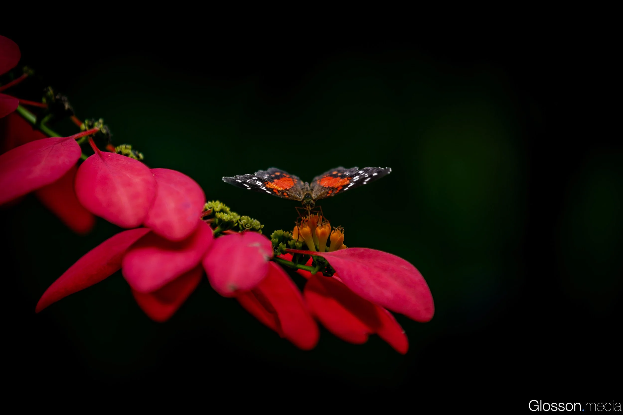 Butterfly-Center-Houston-Glosson-8.jpg