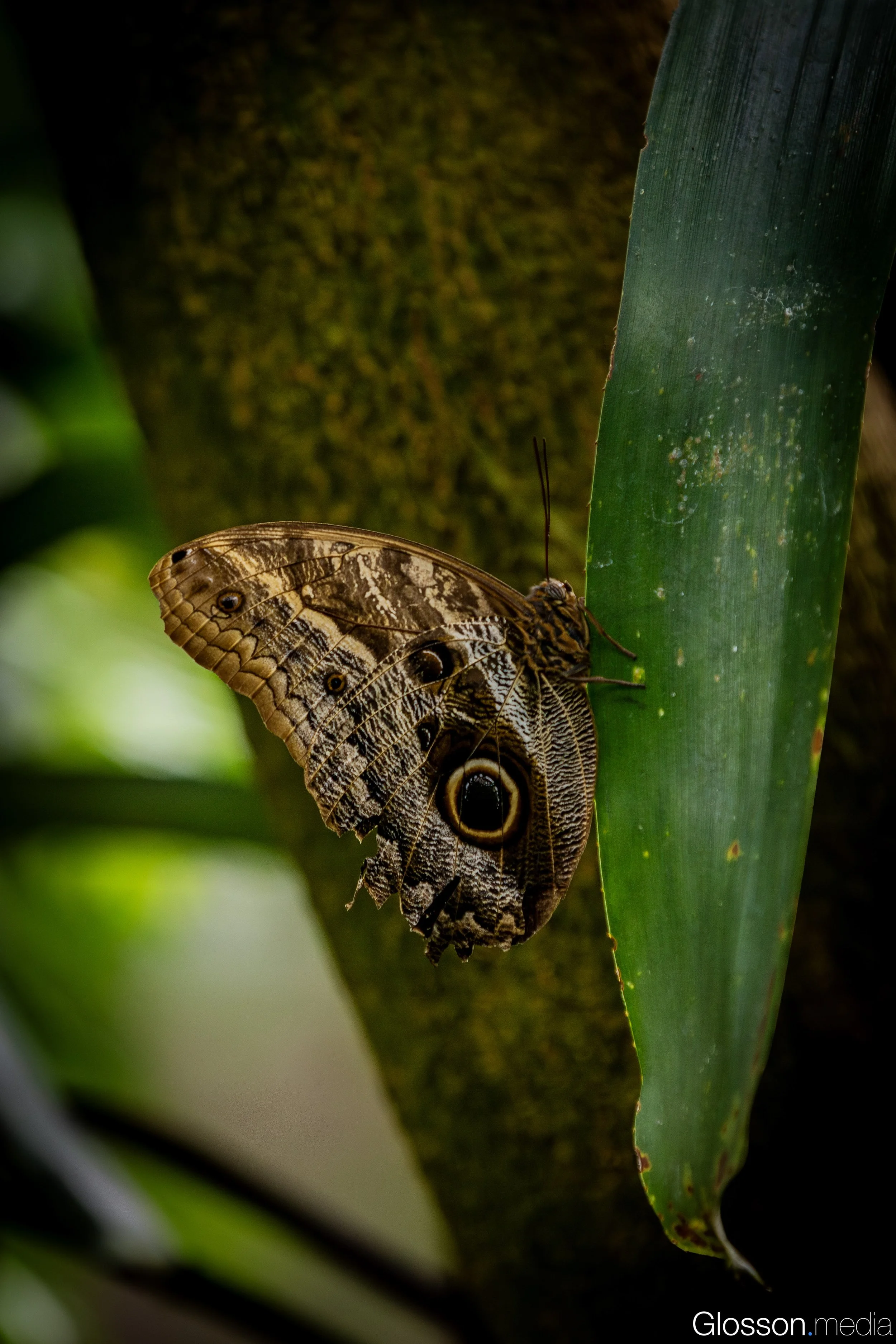 Butterfly-Center-Houston-Glosson-10.jpg