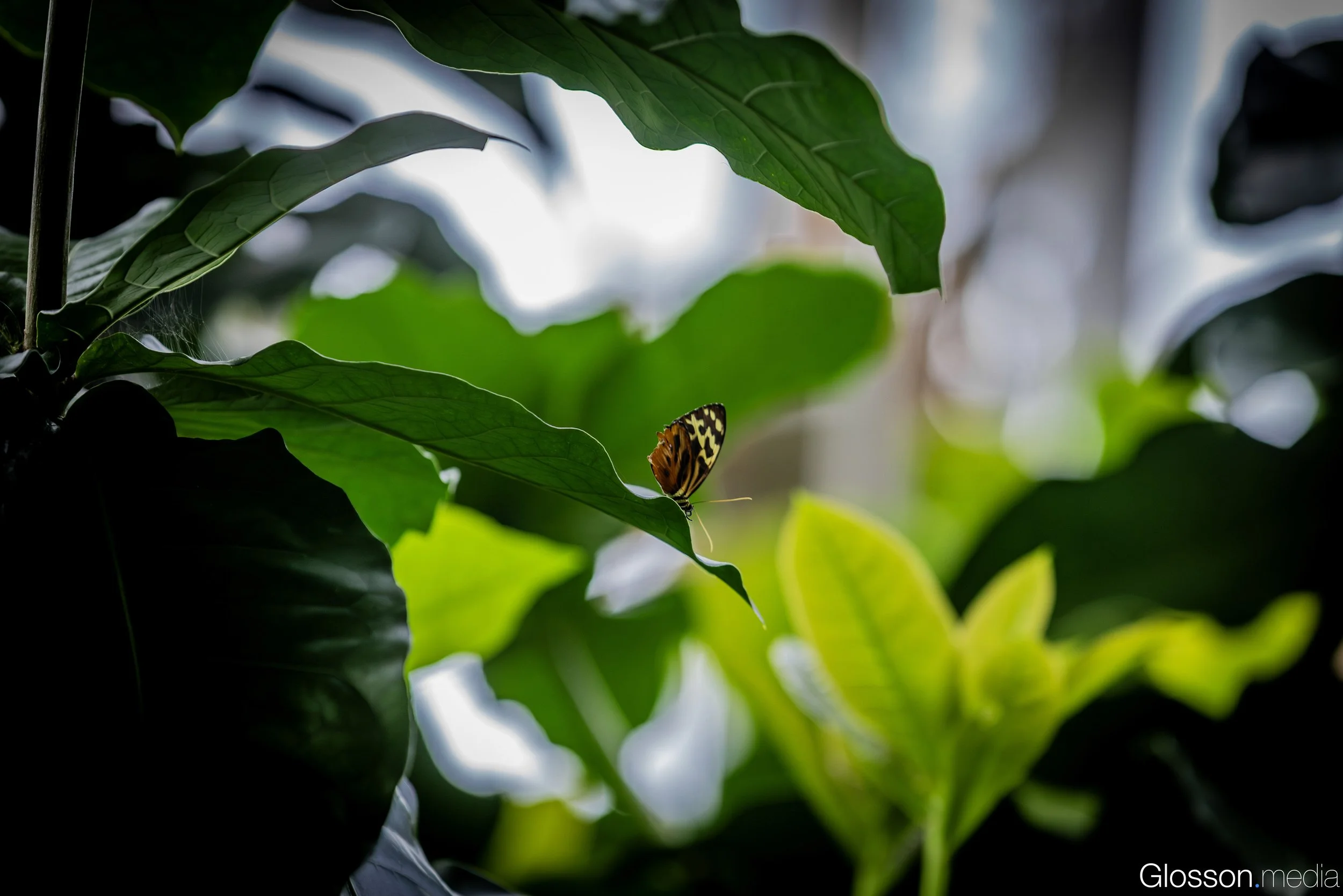 Butterfly-Center-Houston-Glosson-11.jpg