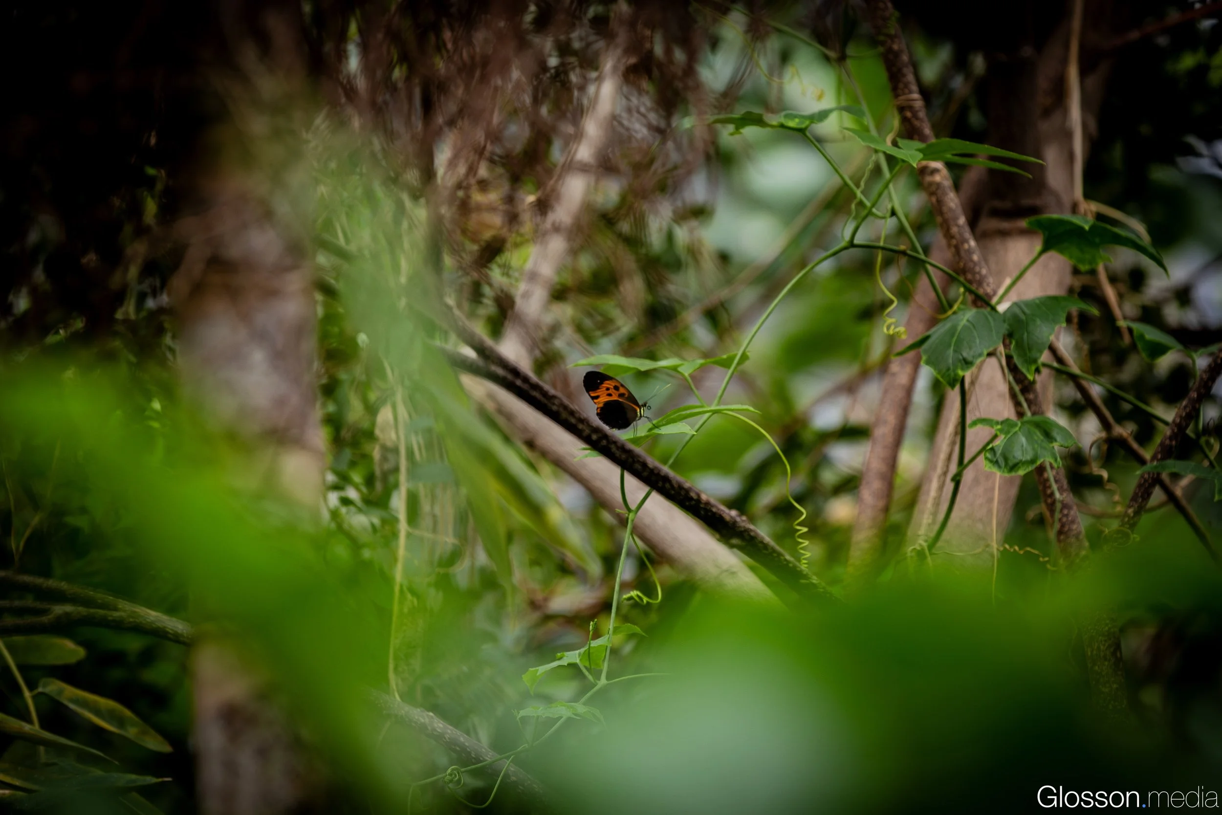 Butterfly-Center-Houston-Glosson-14.jpg