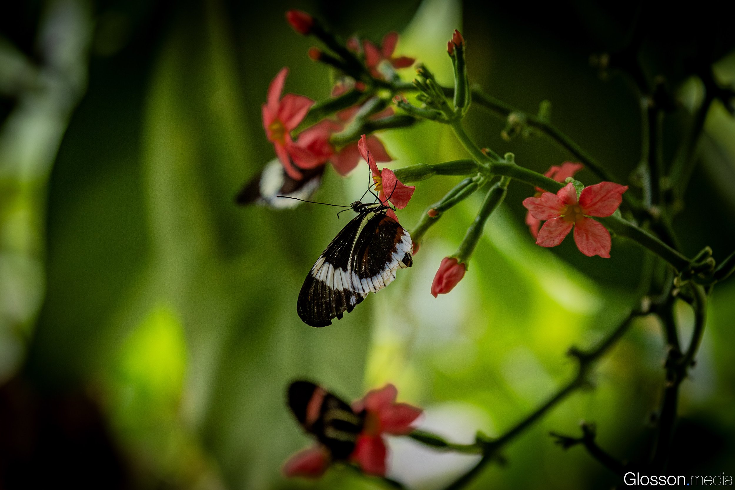 Butterfly-Center-Houston-Glosson-19.jpg
