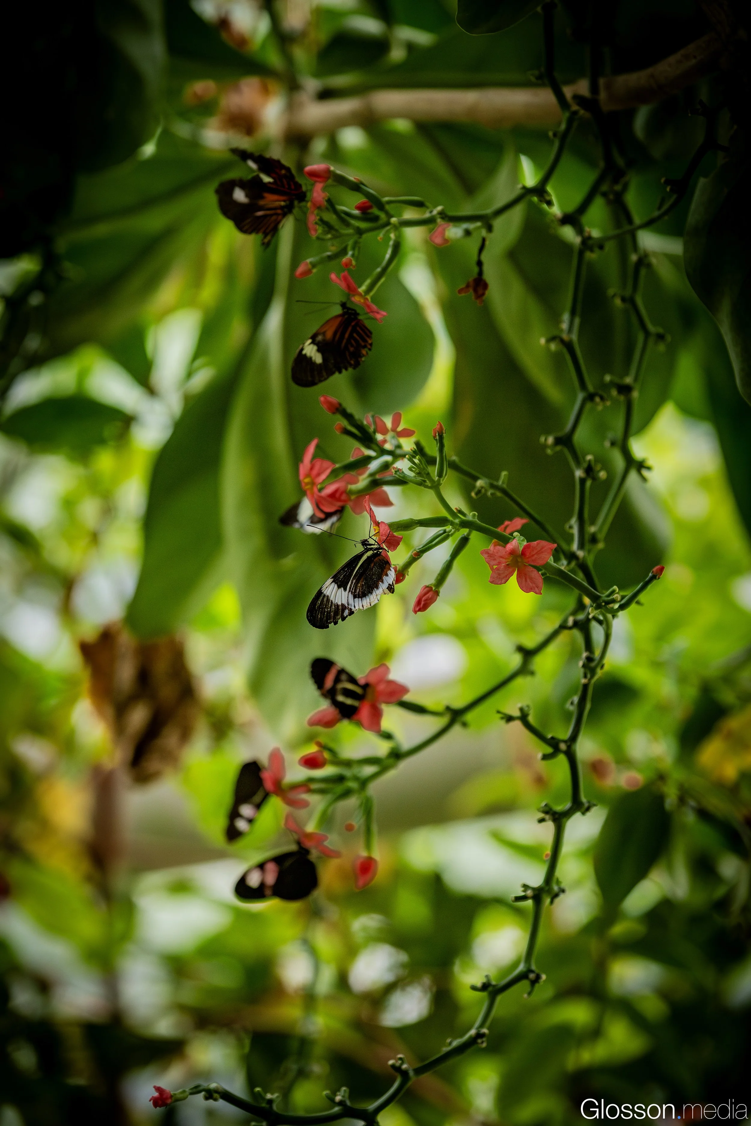 Butterfly-Center-Houston-Glosson-20.jpg