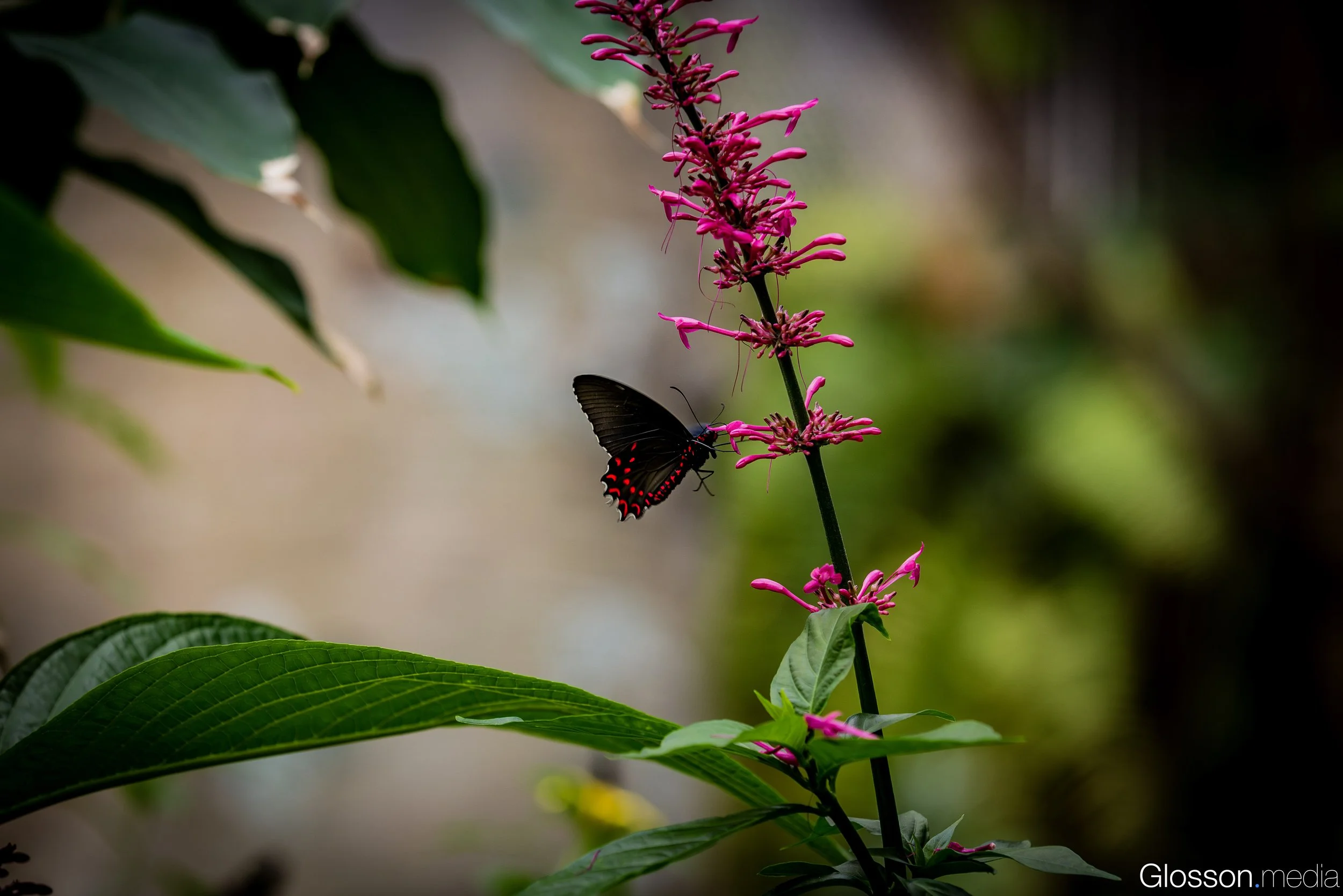 Butterfly-Center-Houston-Glosson-23.jpg