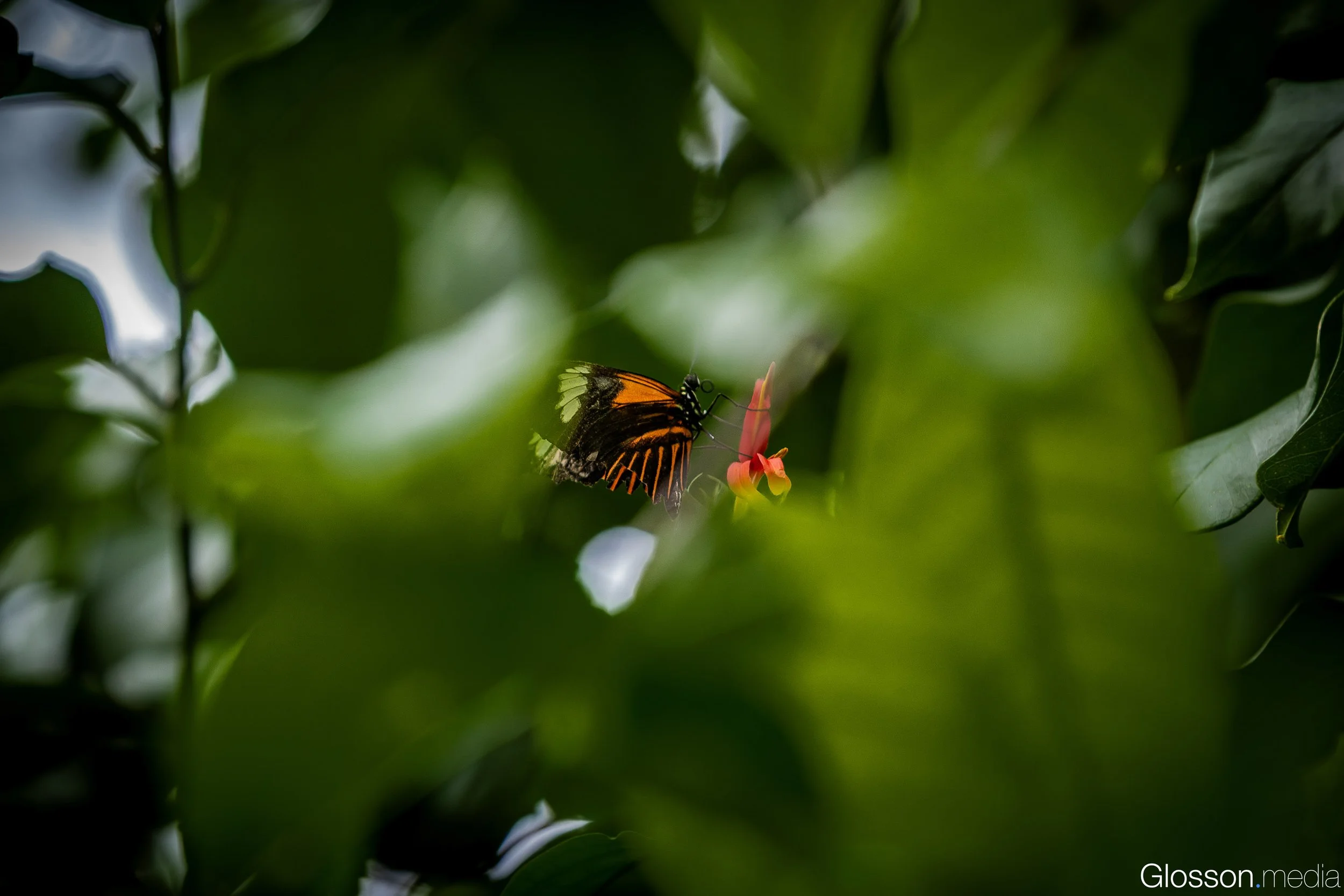 Butterfly-Center-Houston-Glosson-27.jpg