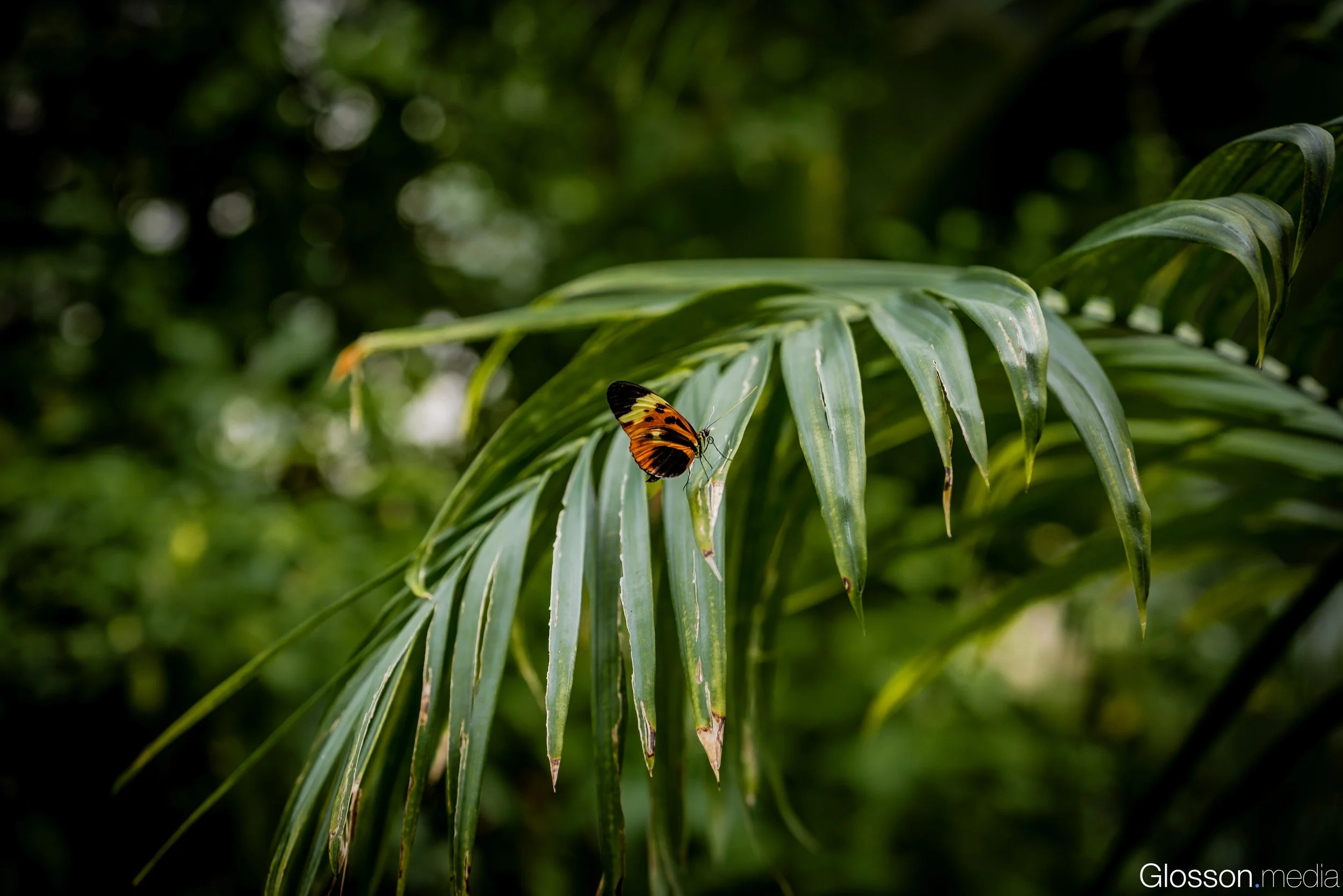 Butterfly-Center-Houston-Glosson-28.jpg
