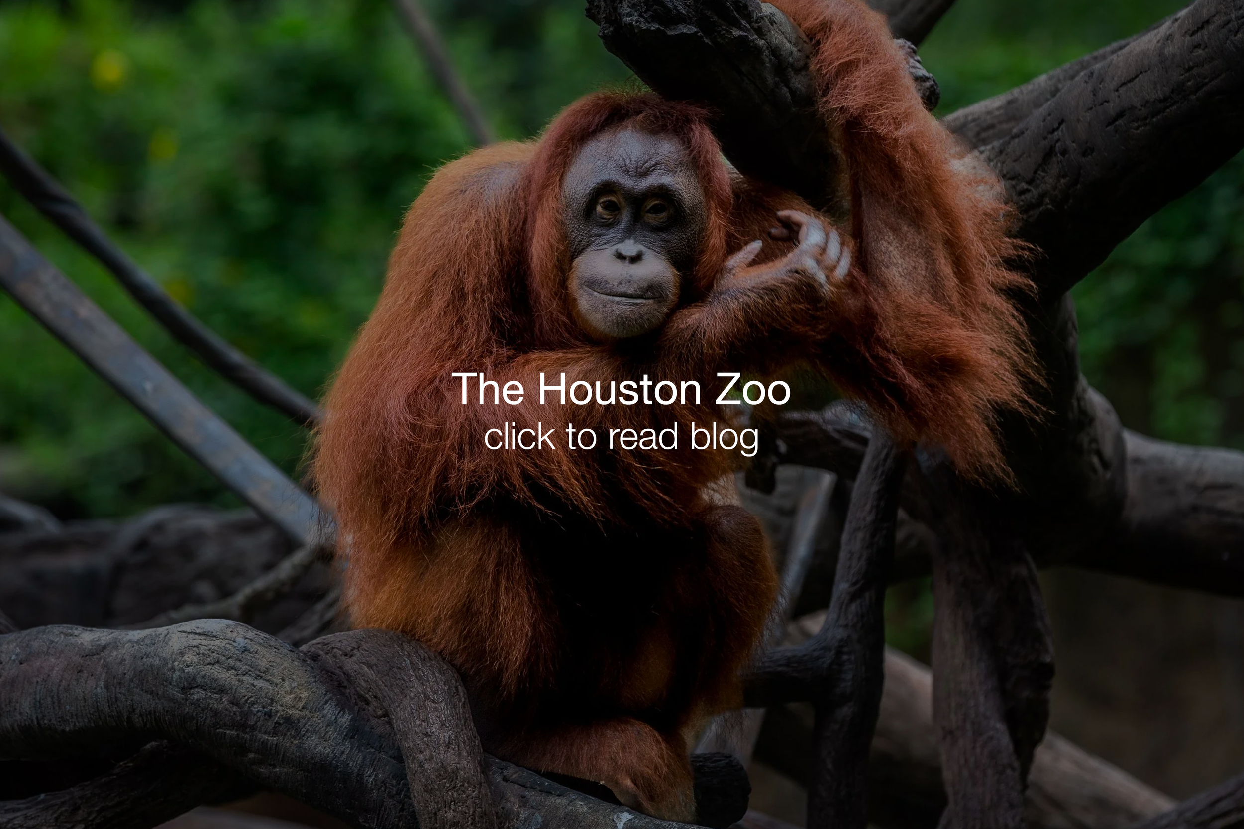 Zoo-Houston-Glosson.png