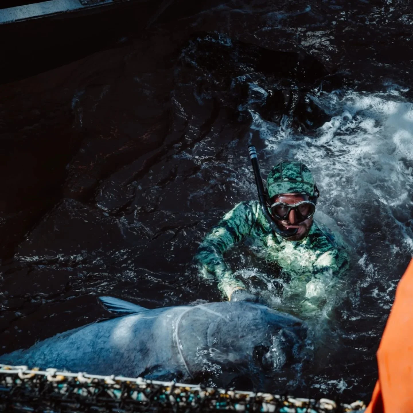 Dancing with giants. 

#saltylife #bluefood #seatofork #bluefintuna #spearfishing