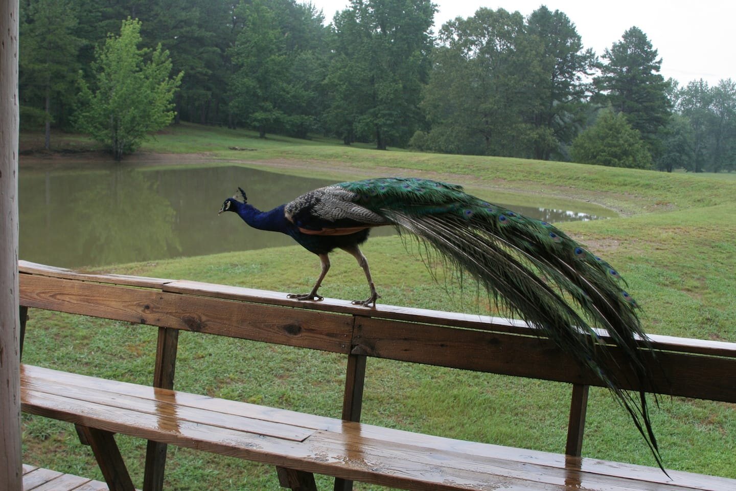 Friendly encounters with our free-ranging peacocks..jpeg