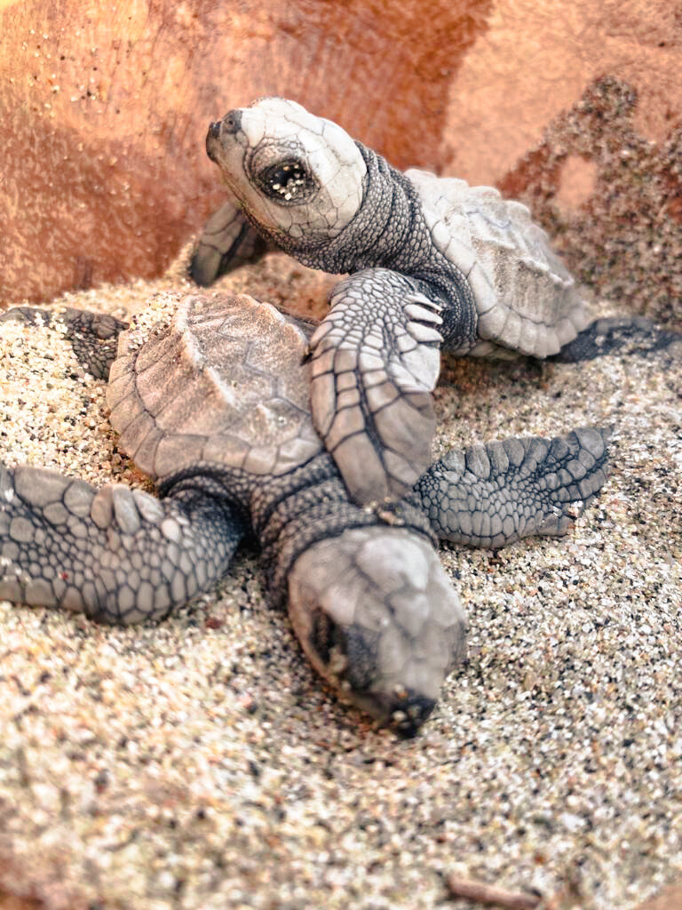 Mystery Of Baby Turtles' “Lost Years” Finally Revealed - The Dodo
