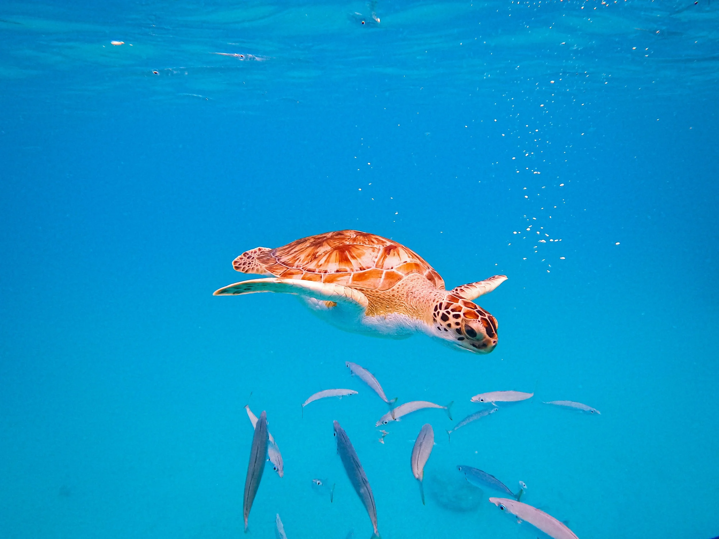 Where To Go Swimming With Turtles in Barbados — Naturally by Chloe