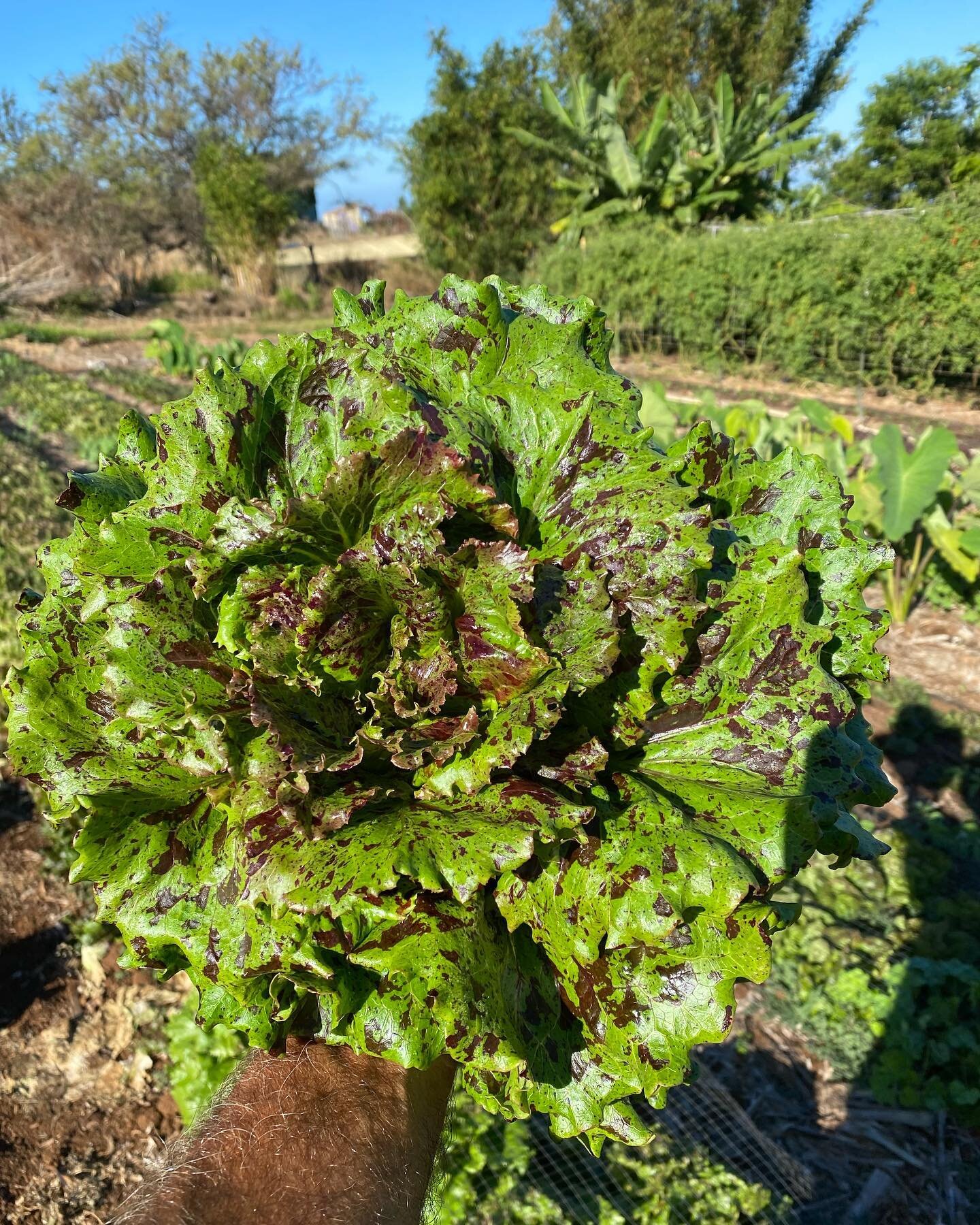 Kilauea lettuce handling the heat! Mind you we don&rsquo;t have the heat like the south @rosecreekfarms but getting well filled tasty heads is a challenge in the summer. Hats off to Frank Morton @wild_garden_seed for breeding this winner!! Try it, yo