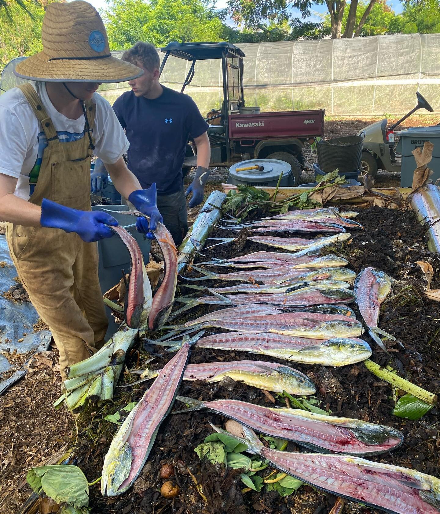 Where the ocean meets the mountains. Just another load of mahi-mahi carcasses going into a nitrogen-rich layer in our growing compost pile (#8&hellip;we always have 8 piles on the go from building to harvesting). We will add wood chips, green waste, 
