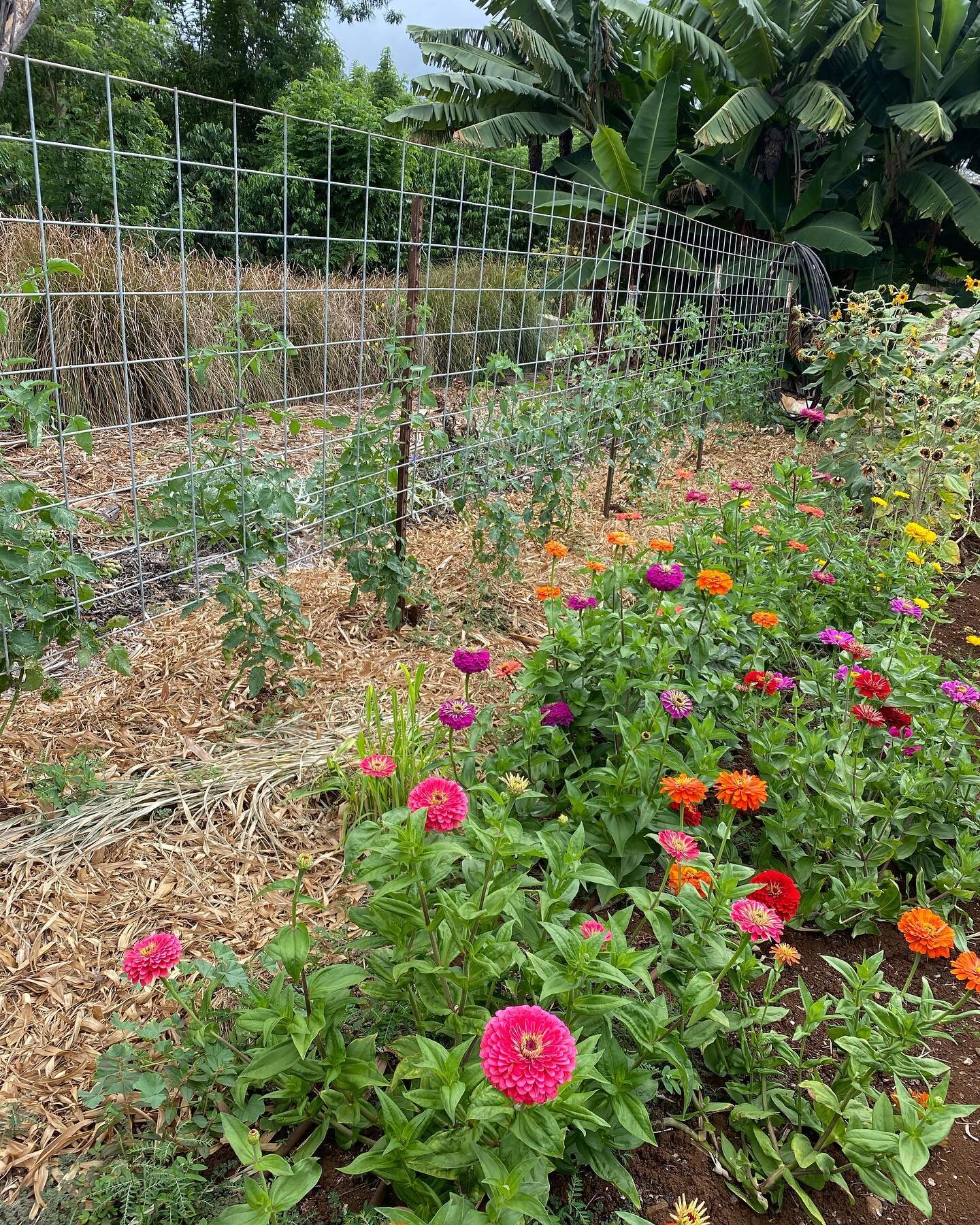 Nicely pruned tomatoes, flowers for all our friends, broccolini, bananas, AND bamboo leaf mulch. We use a lot of bamboo mulch from our clumping bamboo (swipe left). Bamboo leaves are a great source of silicon, an essential element in plant health. Li