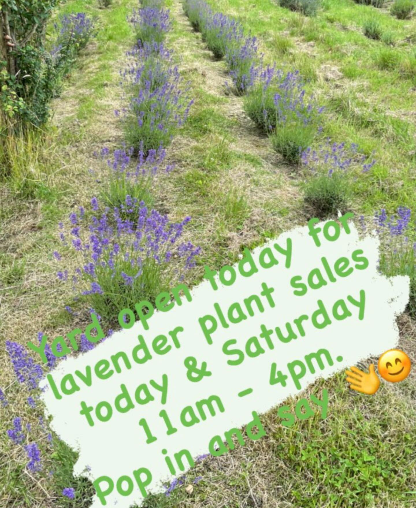 Yard open today for lavender plant sales. 11am - 4pm.
Pop in and say hello 😊
💜🌱💜🌱💜
#lavenderplants #lavender #lavenderfarm