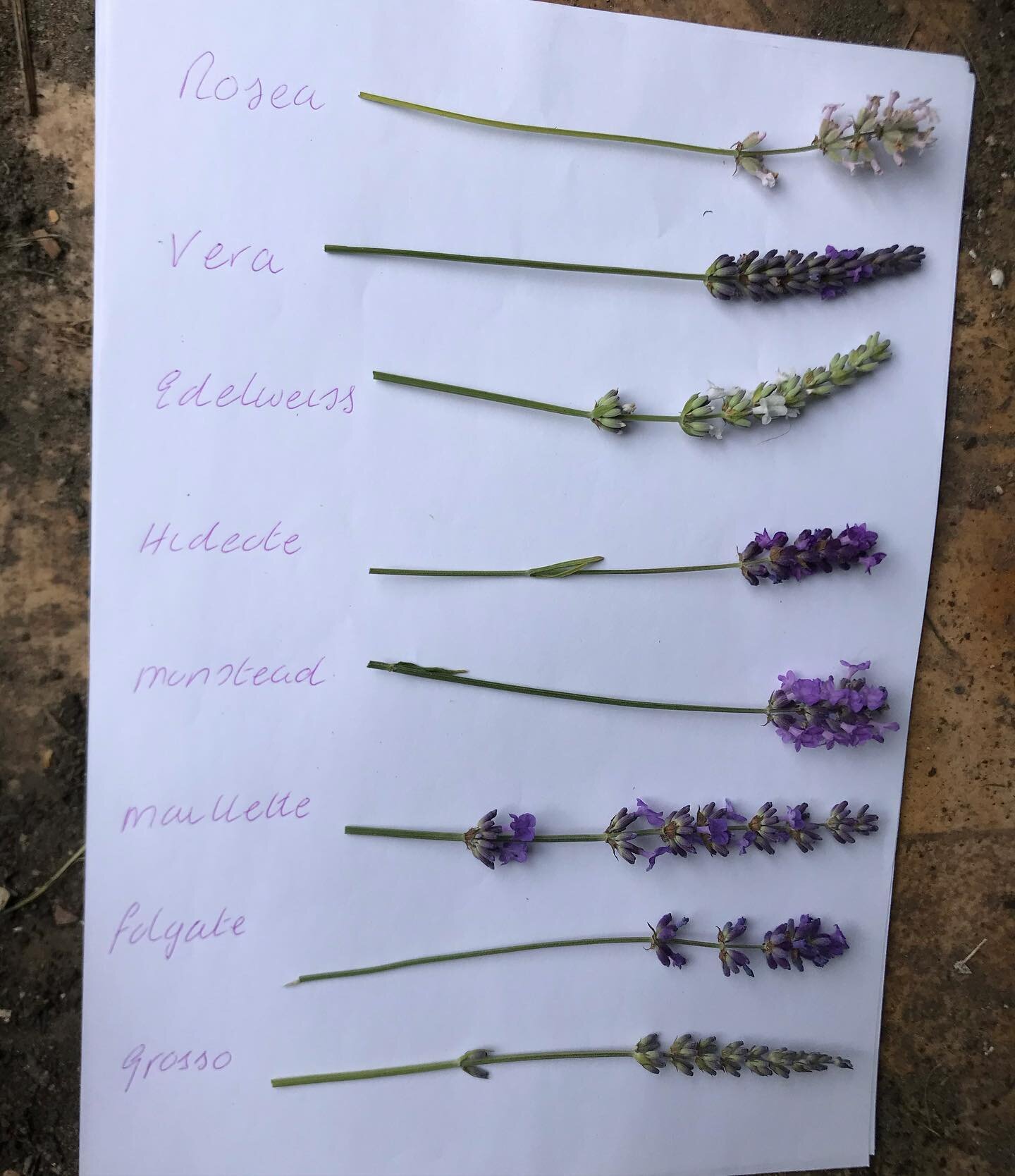 Lavender comes in many variations. 
Here are some I grow. Some easier to grow than others. 
The 2nd pic is @sensoryuploads  beautiful interpretation of pic 1.
Pic 3 -9 in order are
💜Rosea
💜Vera
💜Edelweiss 
💜Hidcote
💜Munstead 
💜Maillette
💜Folga