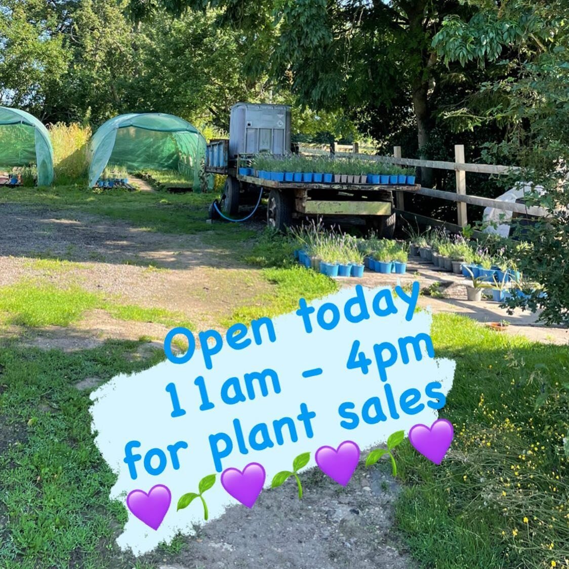 Good morning ☀️😊
Open  11am - 4pm just today this week. 
Pop in and say hello. 😊
💙🌱💙🌱💙
#lavenderplants