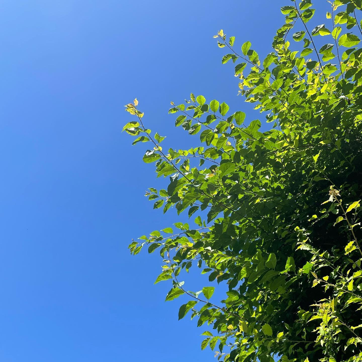 Don&rsquo;t you just love the colours of summer? Deep blue sky through the green leaves. 
I was stretching out after my rebounding class with @reboundinguk looking up at this and couldn&rsquo;t resist taking a quick pic (Sorry Gemma!) before carrying