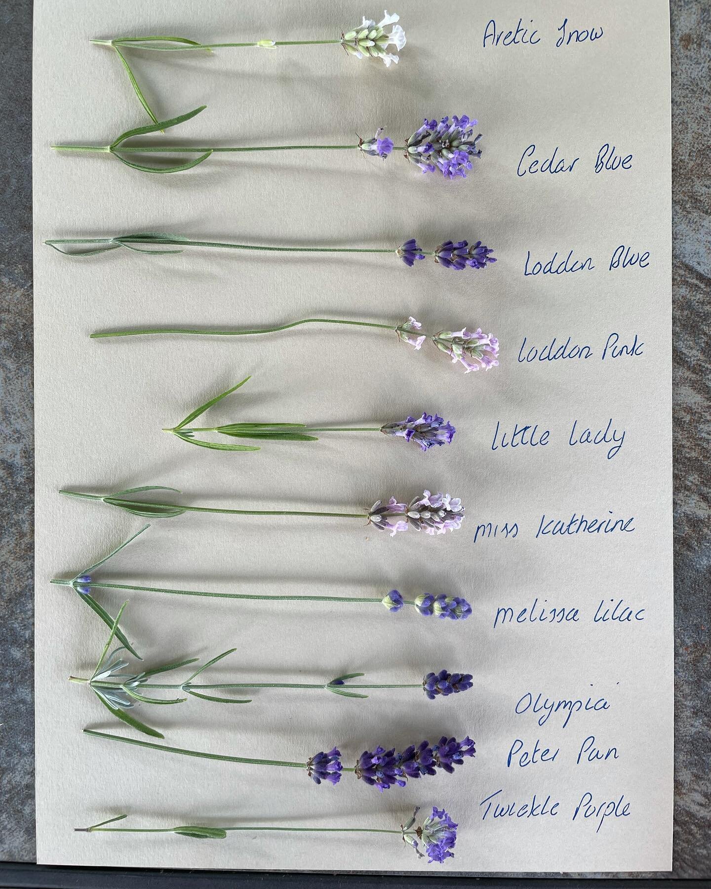 Here are 10 further varieties I have planted out in the paddock at the farm so visitors can see the different sizes and colours. 
(Notice I had to sneak Peter Pan in as I&rsquo;d forgotten him!)
💜🌱🤍🌱🌸
#arcticsnowlavender #cedarbluelavender #lodd