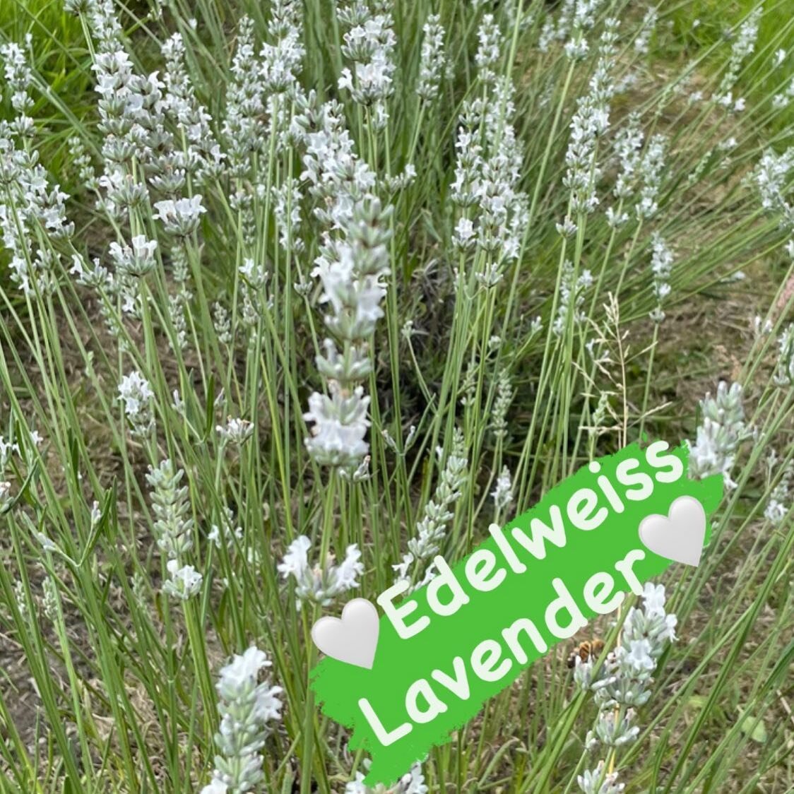 Edelweiss lavender one of the later flowing varieties which is actually a Lavandin rather than lavender. So rather than calming it is uplifting. 
🤍🌱🤍🌱🤍
#edelweisslavender 
#lavender
#lavenderfarm