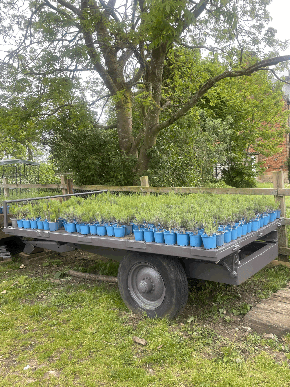The Yard Store — Mentley Farm Lavender