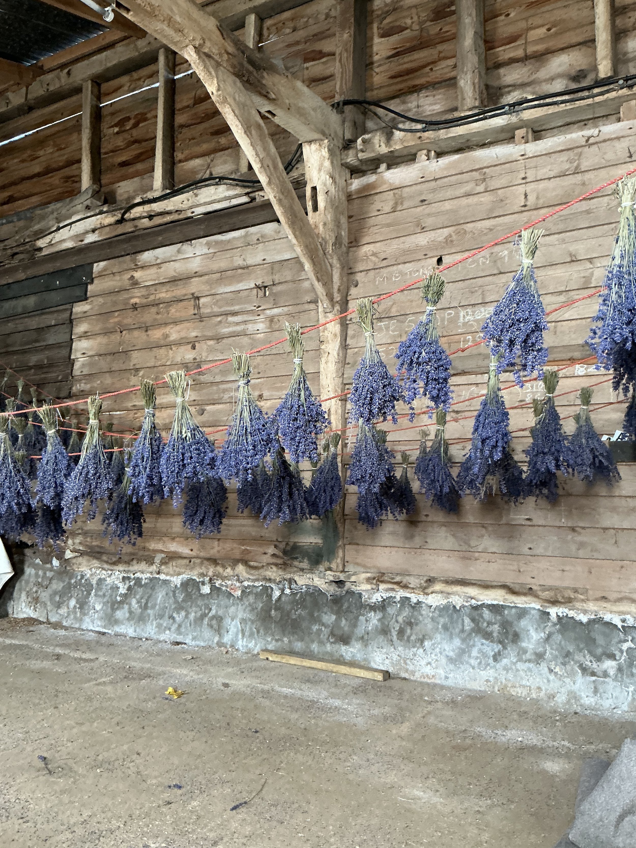 4 Dried Lavender Bunches