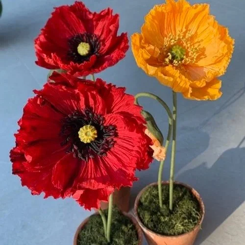 3+coloured+poppies.jpg