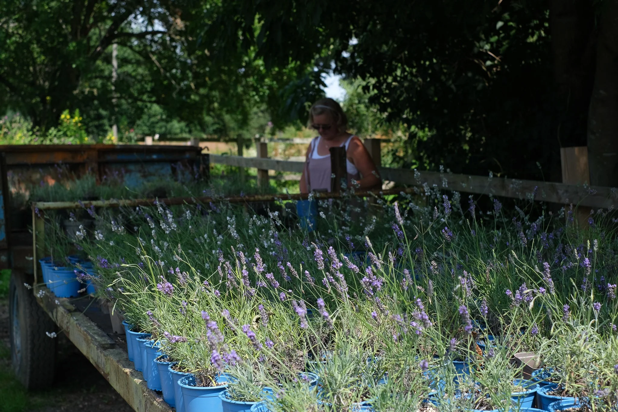 Lavender Plants  🪴available from late April 2026