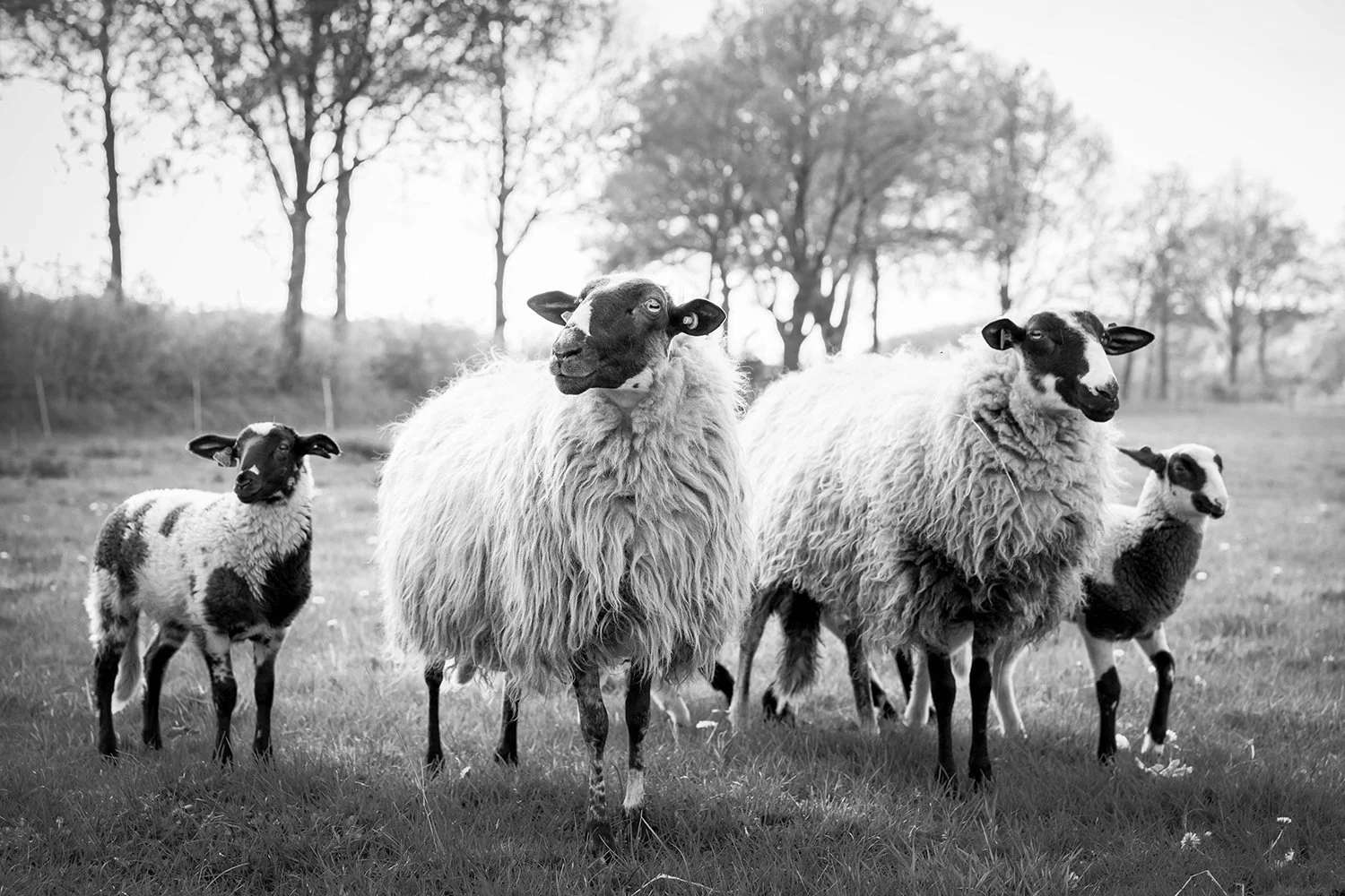 Fotografie - Metha Eikens Fotoshoot   Schapen lammetjes Gea0103 kopie.jpg