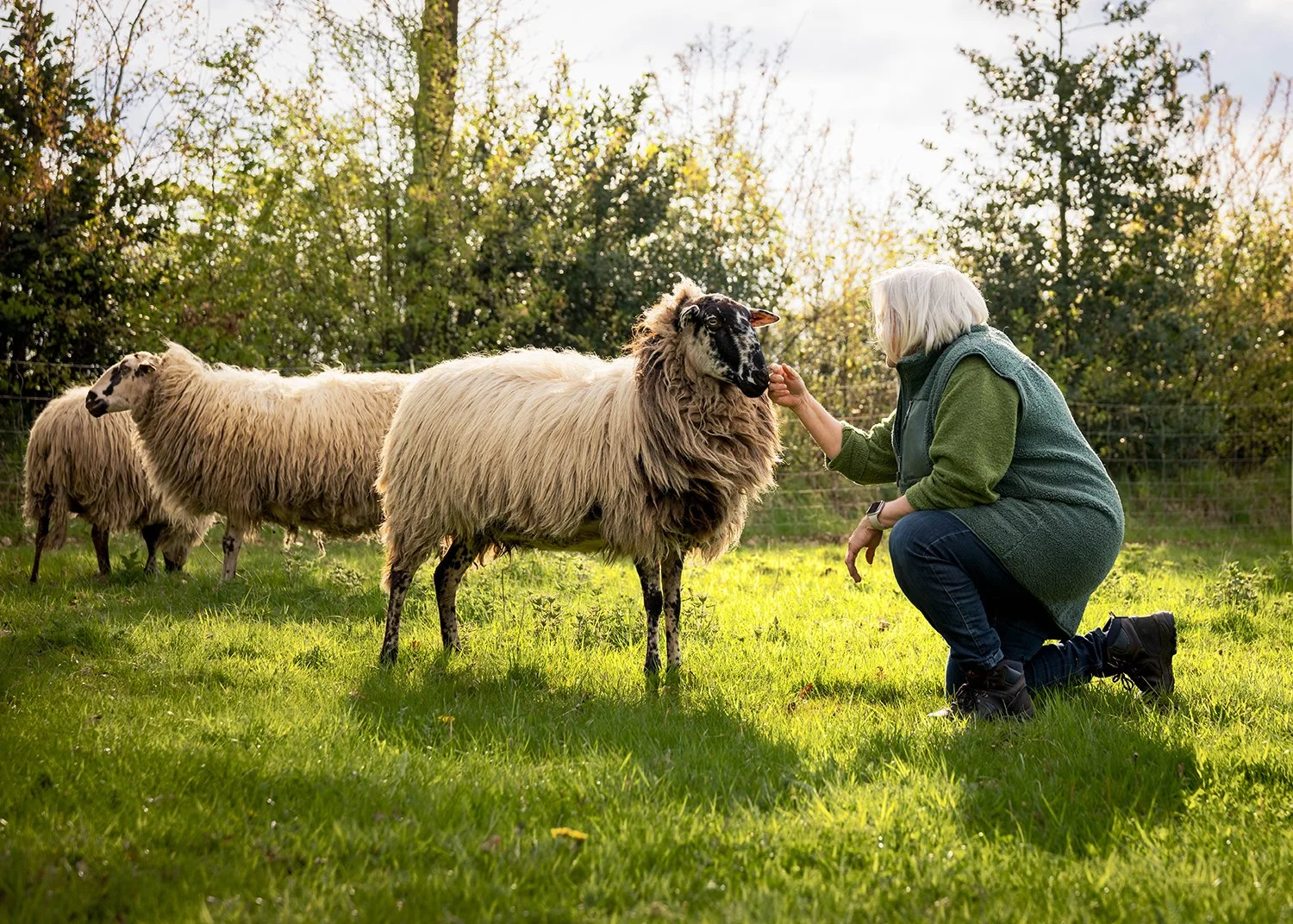 Fotografie - Metha Eikens Fotoshoot   Schapen lammetjes Gea0125 kopie.jpg