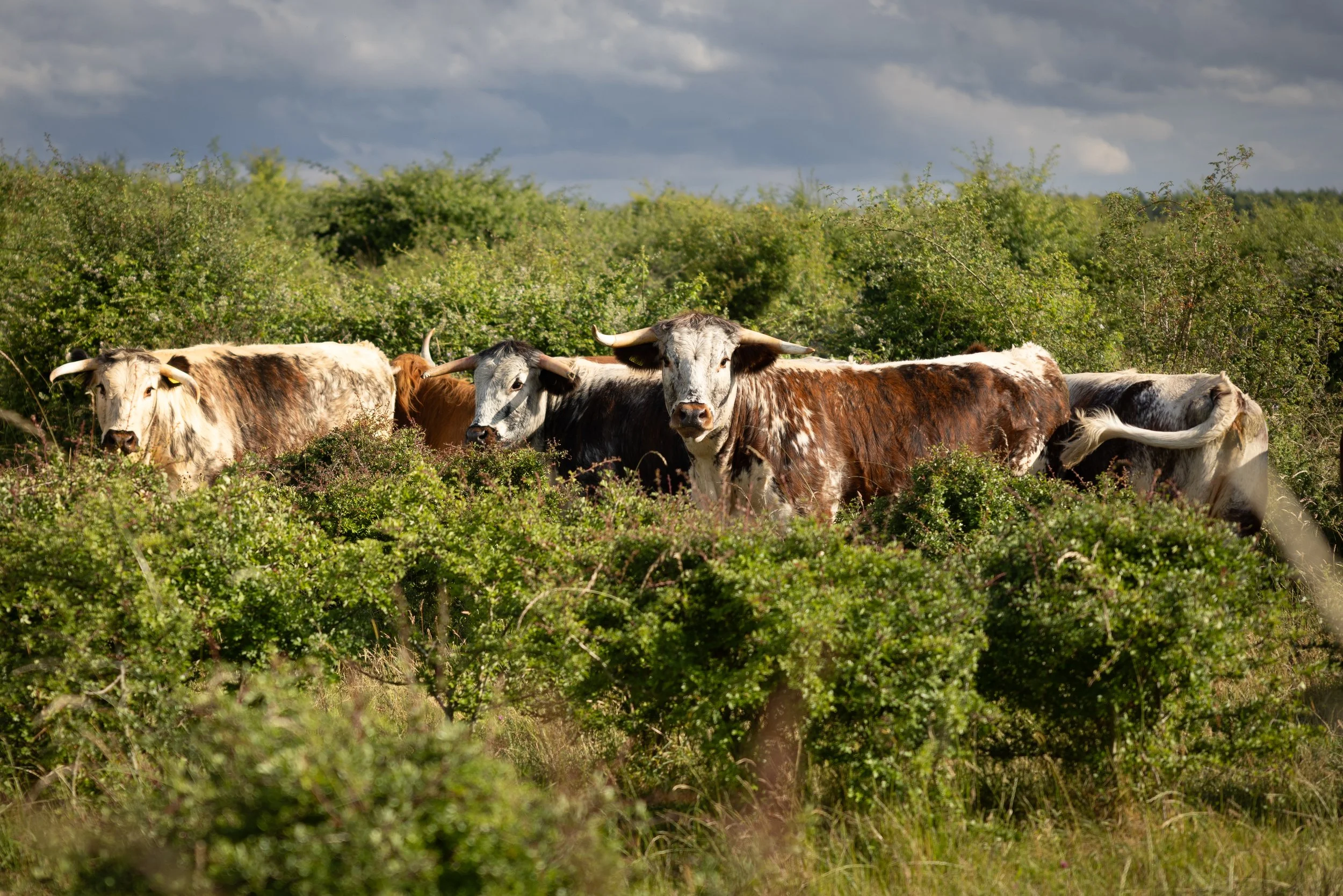 Bulwick Countryside Stewardship Scheme — Bulwick Estates