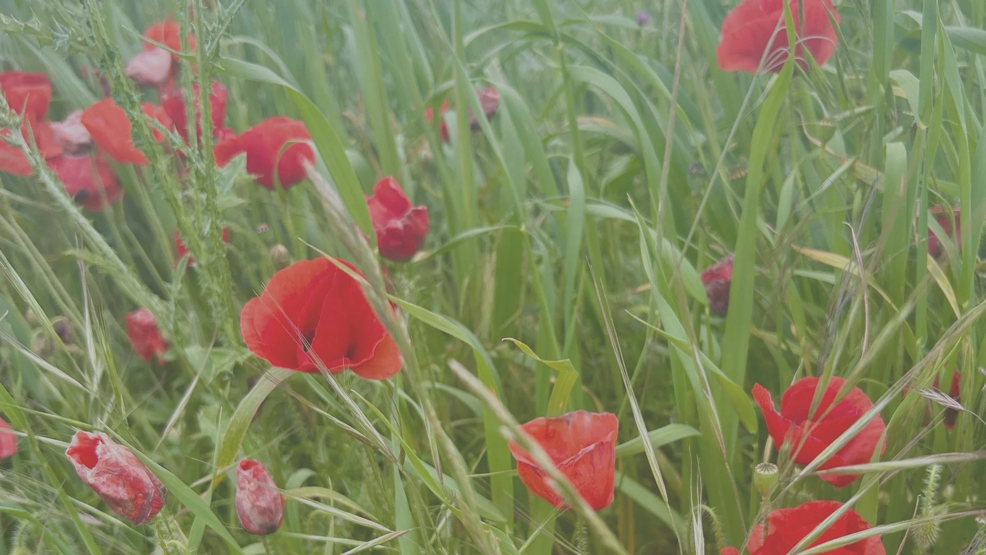Poppy 2.jpg