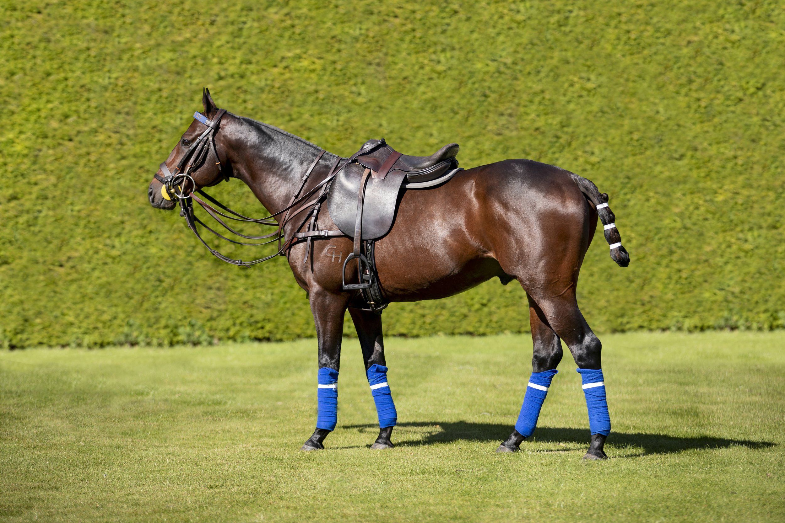 A brown racehorse standing on a green field with a neatly trimmed hedge in the background, wearing blue wraps on its legs and a black saddle.
