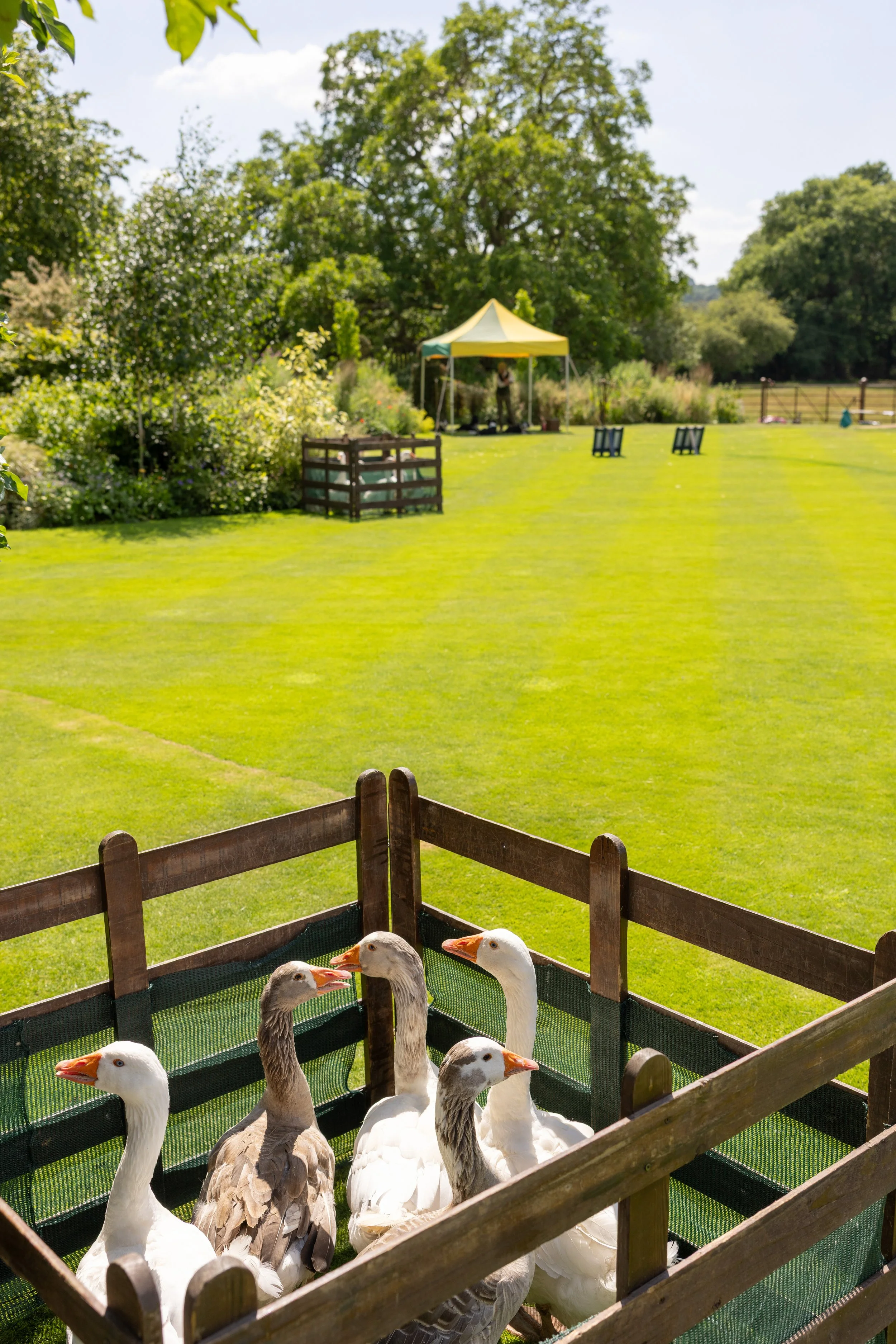 A group of geese in a wooden enclosure in a lush green garden with a tent and trees in the background on a sunny day.