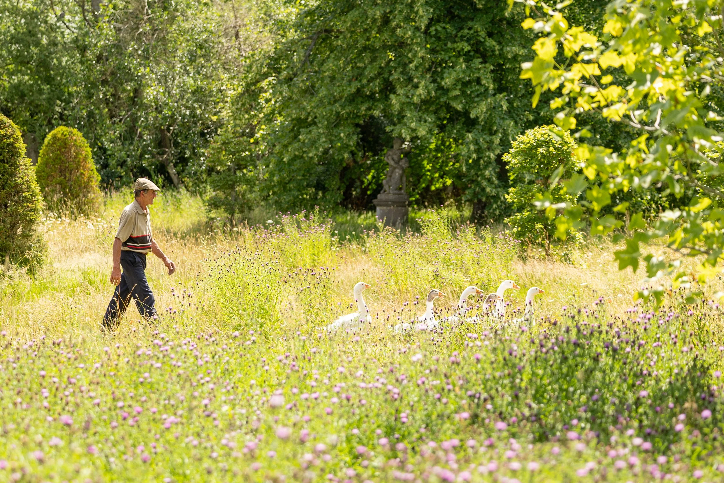 An elderly man walking through a lush garden with flowering plants, accompanied by five white geese, surrounded by green trees and foliage.
