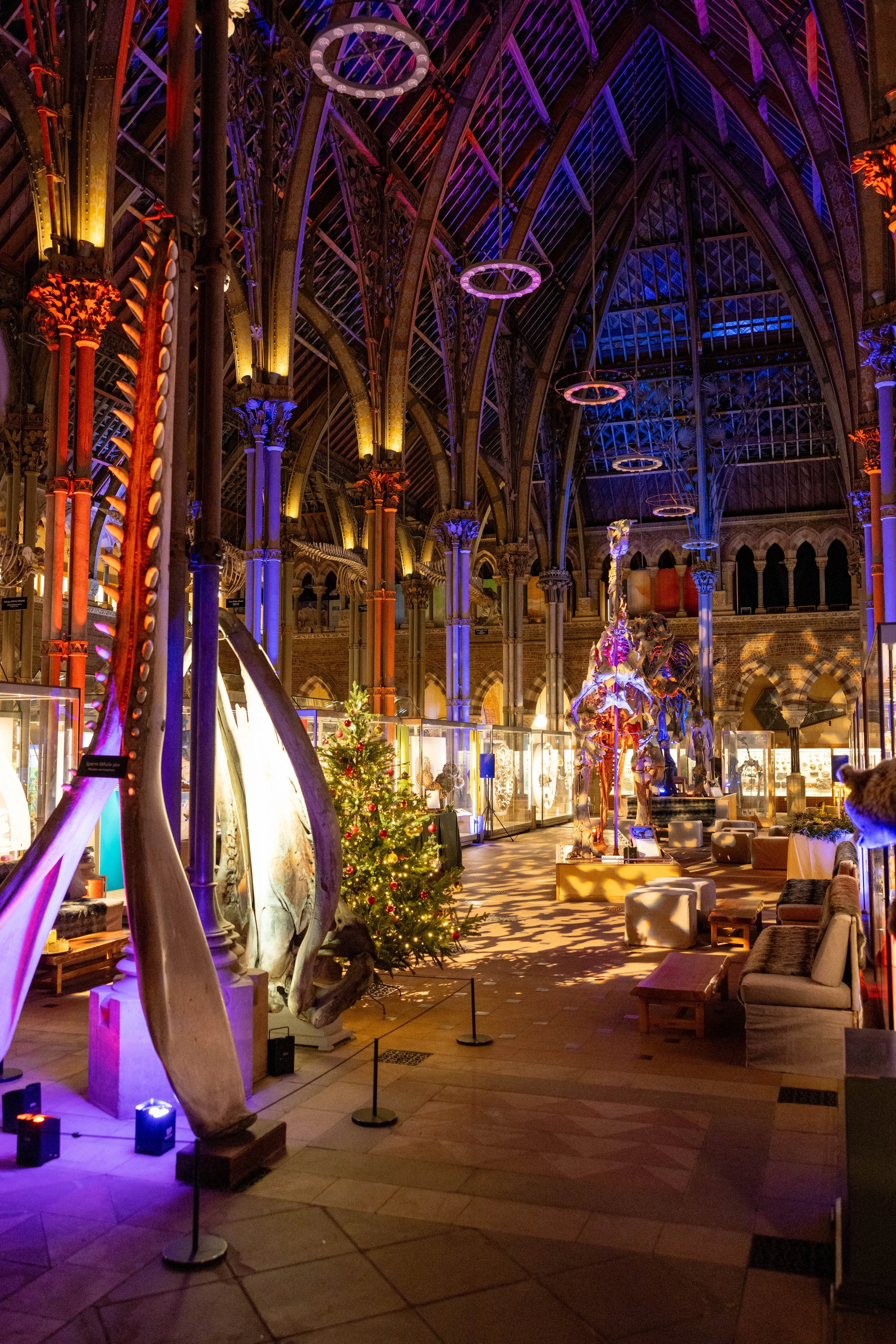 Inside a grand, colorful museum with high, arched ceilings and ornate columns, decorated with Christmas lights and a Christmas tree, displaying dinosaur skeletons and other exhibits.