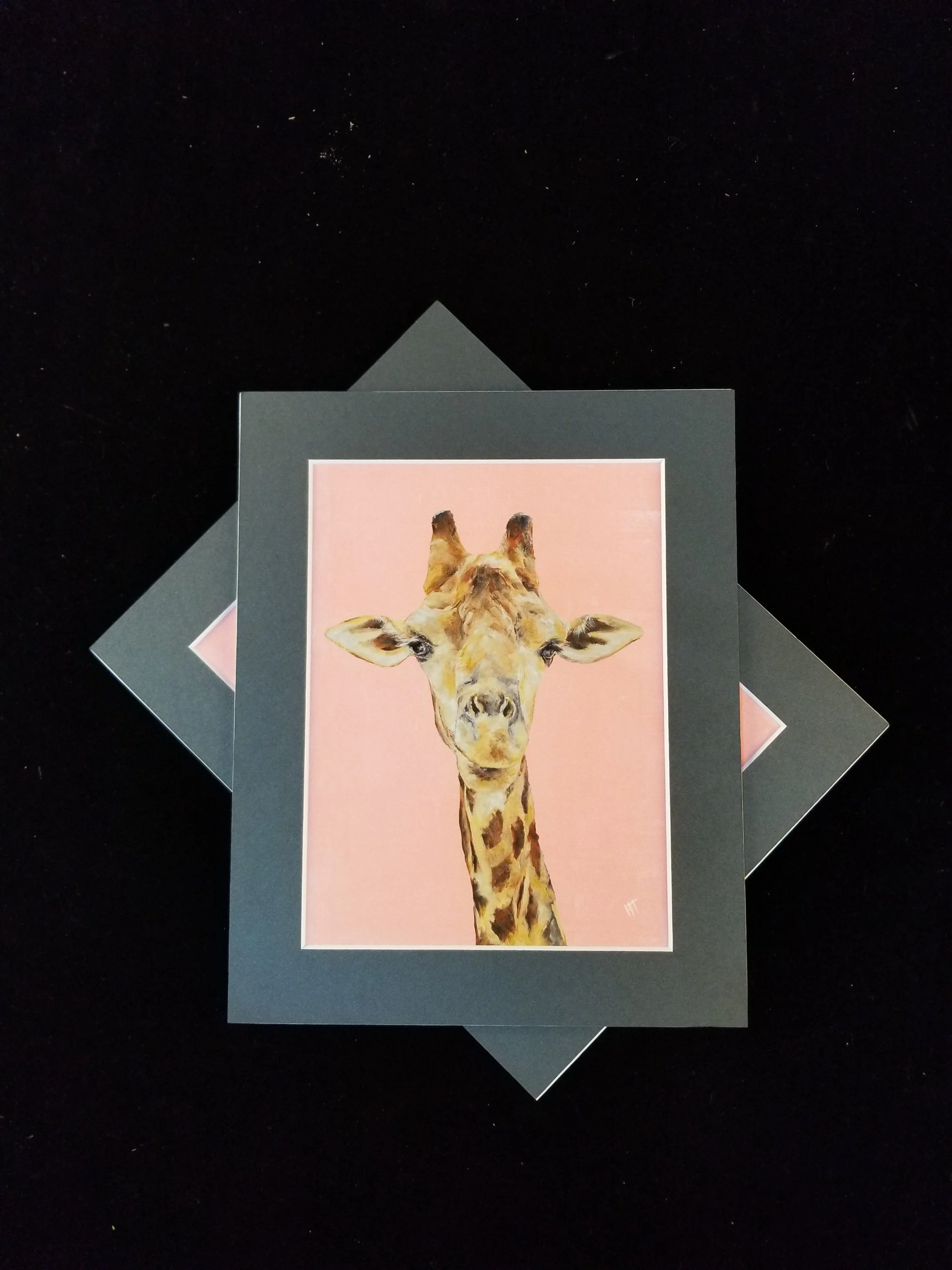 A portrait of a giraffe against a pink background, surrounded by a black mat and black frame.