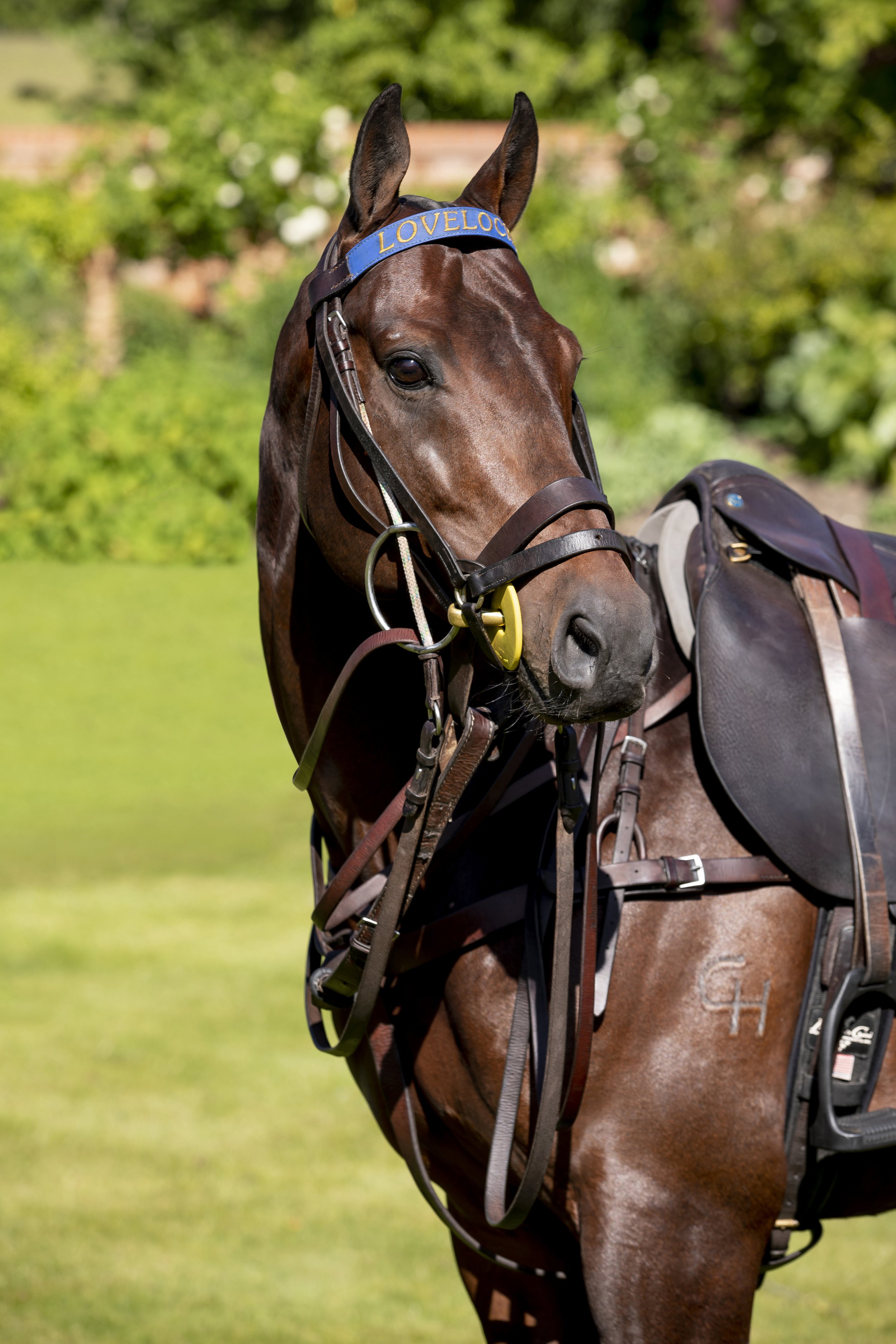 A brown horse with a blue browband that has 'LOVELOO' written on it, wearing a black bridle and saddle, standing outdoors on green grass with blurry trees in the background.