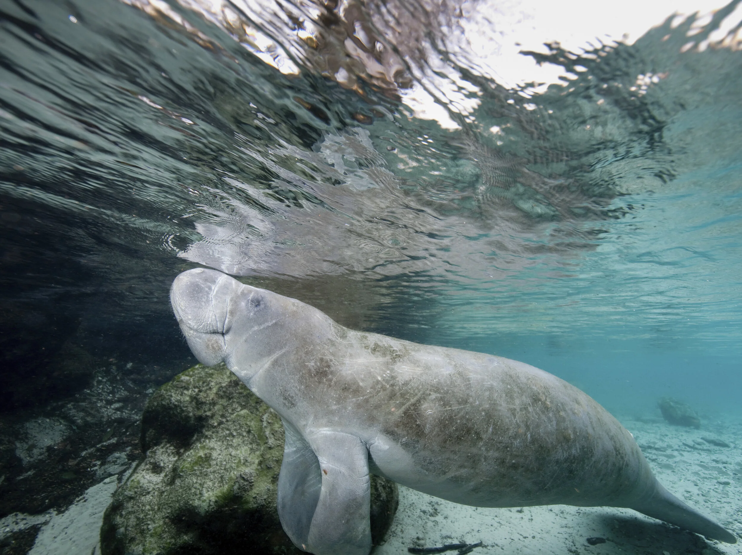 florida-manatee-trichechus-manatus-latirostris-in--LEW6YXQ.jpg