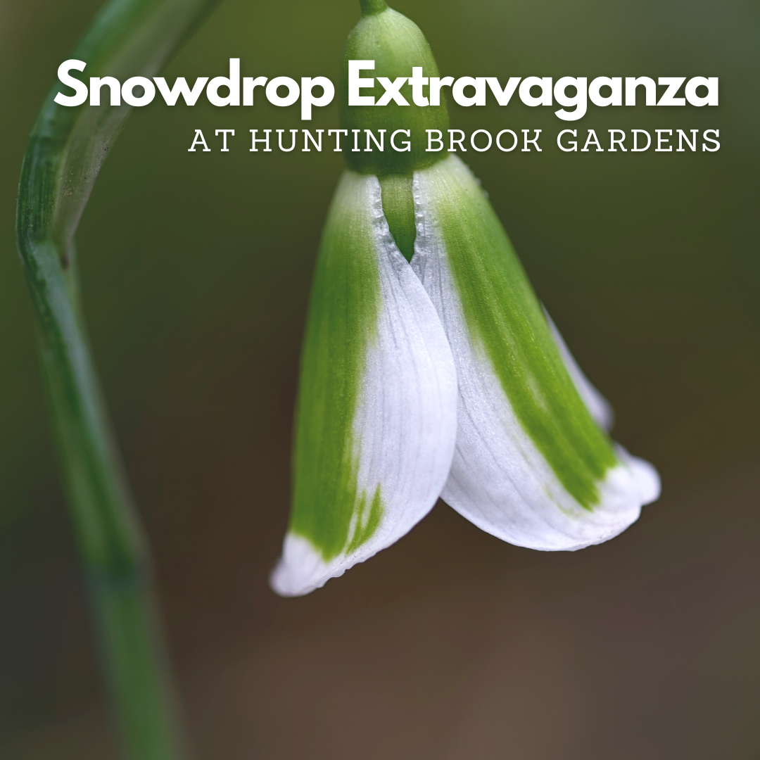 Snowdrop Extravaganza In Hunting Brook Gardens With Jimi Blake