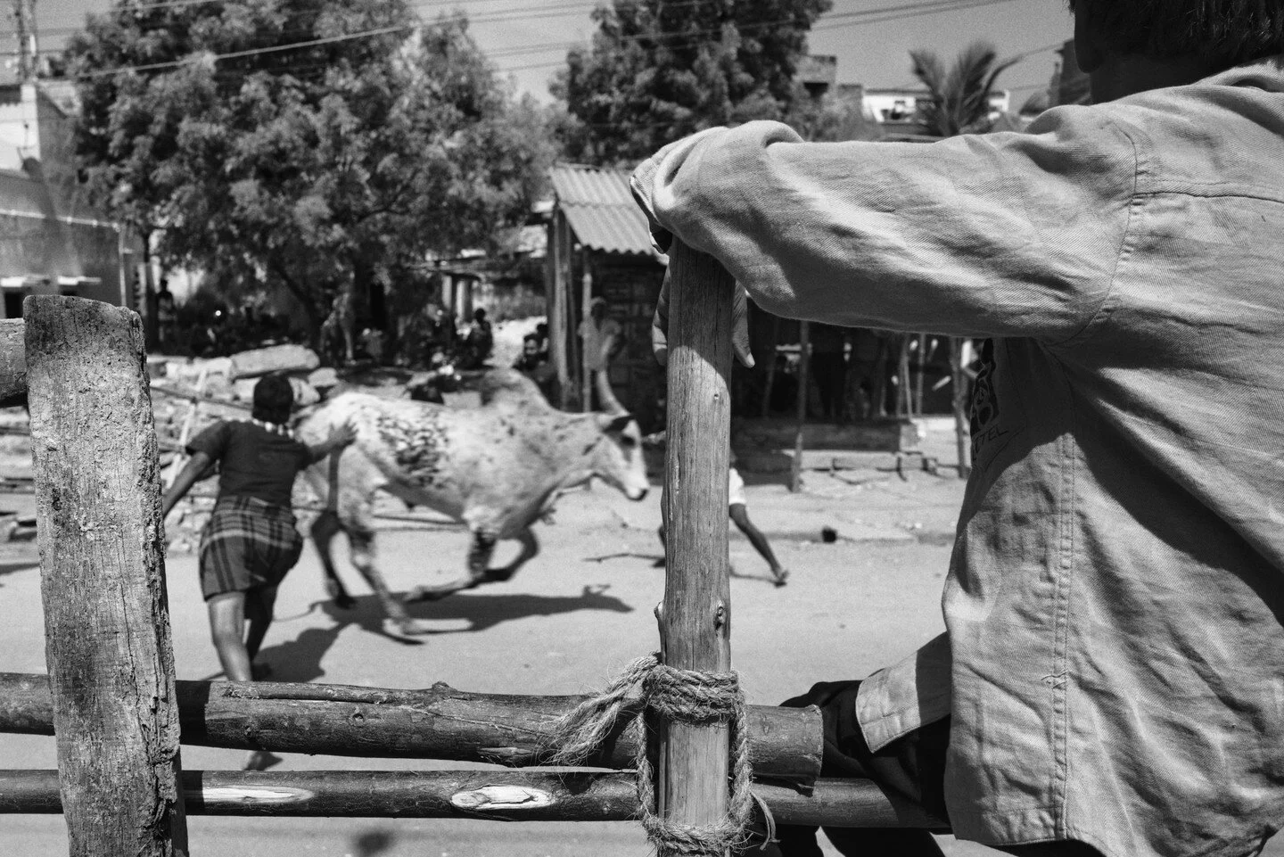 #Jallikattu #TamilNadu #India