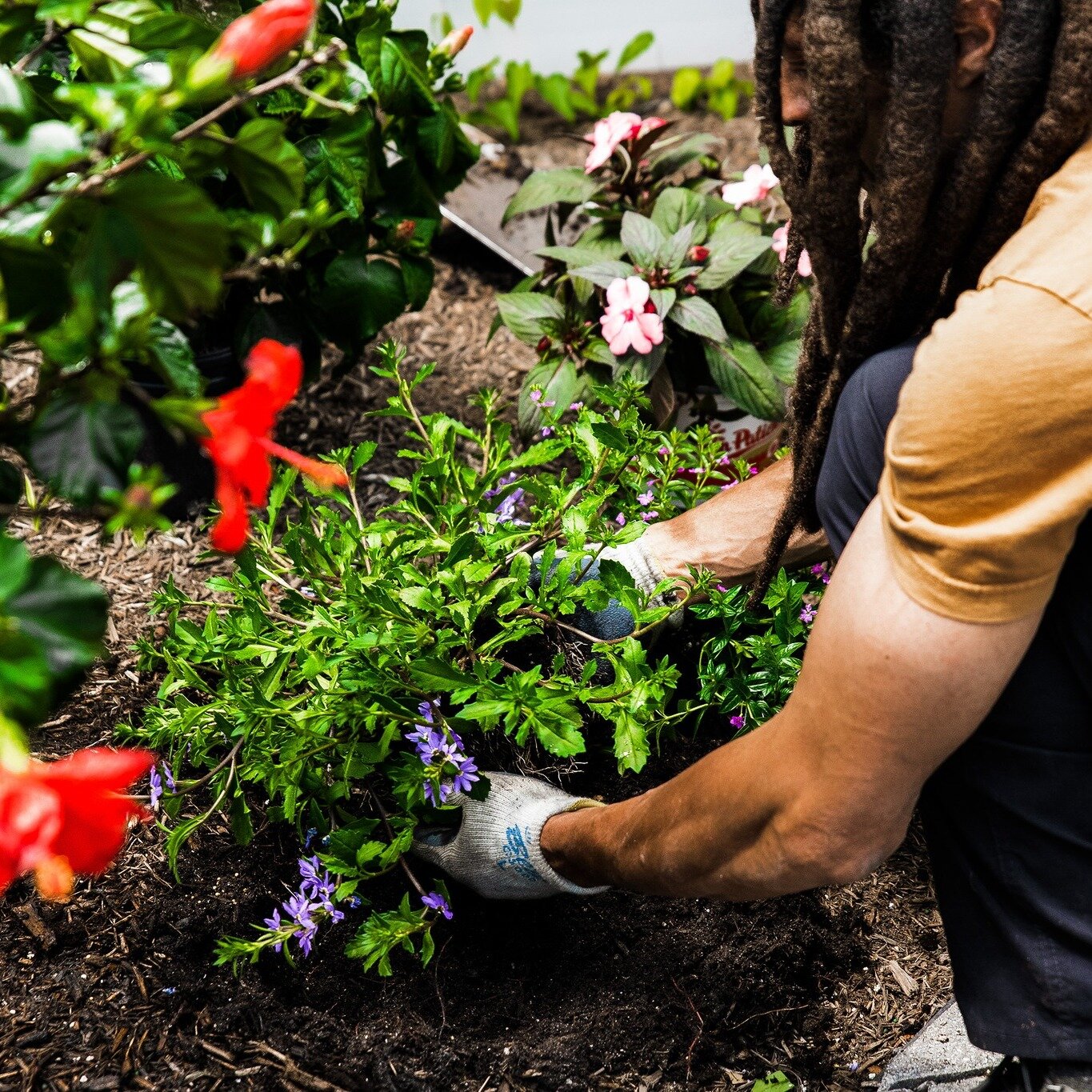 &quot;Tropicals in my landscape?!&quot; You've got it! Plants like hibiscus, bird of paradise, and elephant ears are great additions and can even tolerate partial shade. Add a tropical touch to your garden today 8am to 6pm.

.

.

.

.

.

.

.

.

#