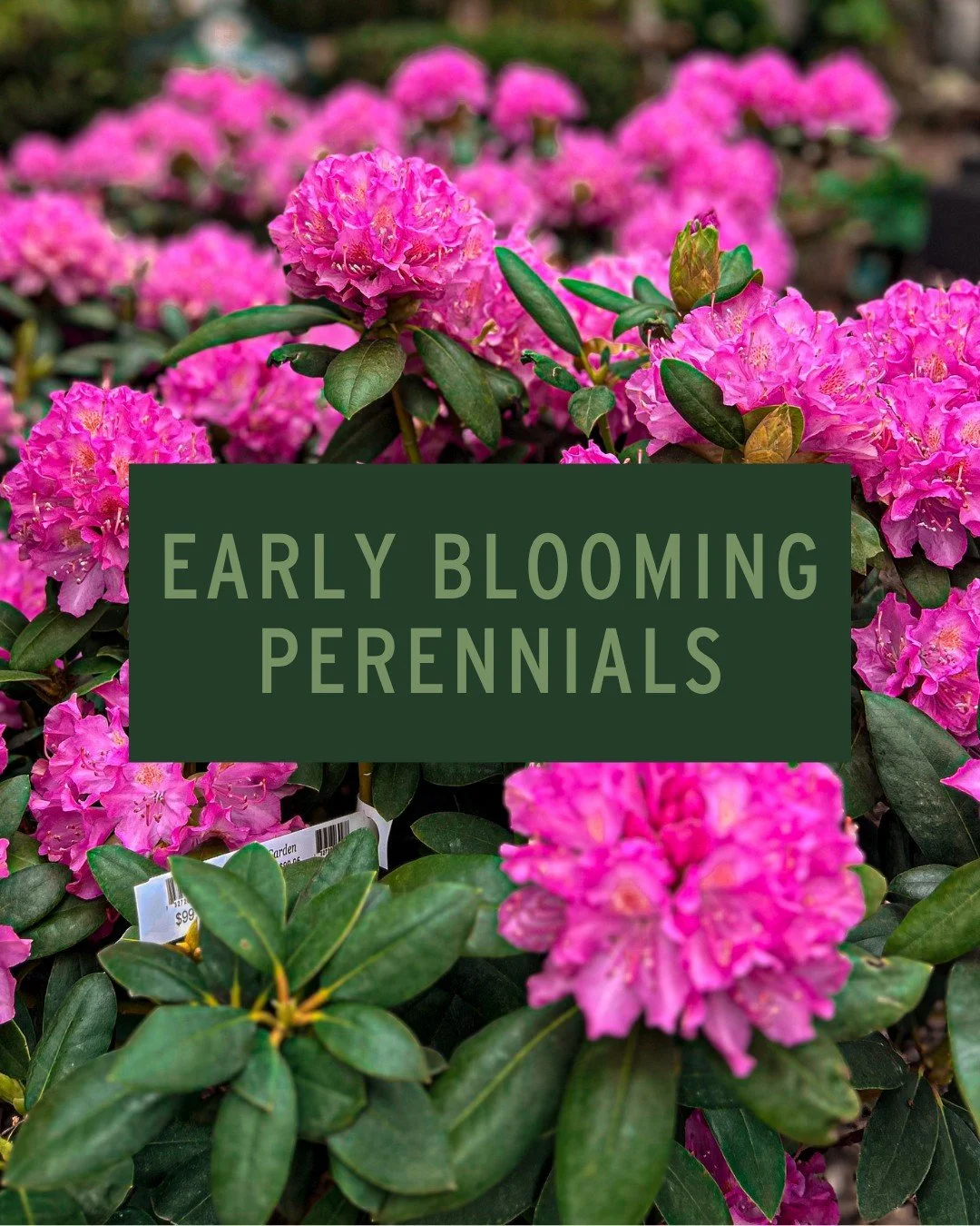 You may have noticed these early bloomers already this season 👀

💜 Lenten Rose (Helleborus) - One of the earliest risers, blooming late winter through early spring, thriving in shade, and coming back stronger every year

💗 PJM Rhododendron - A spr