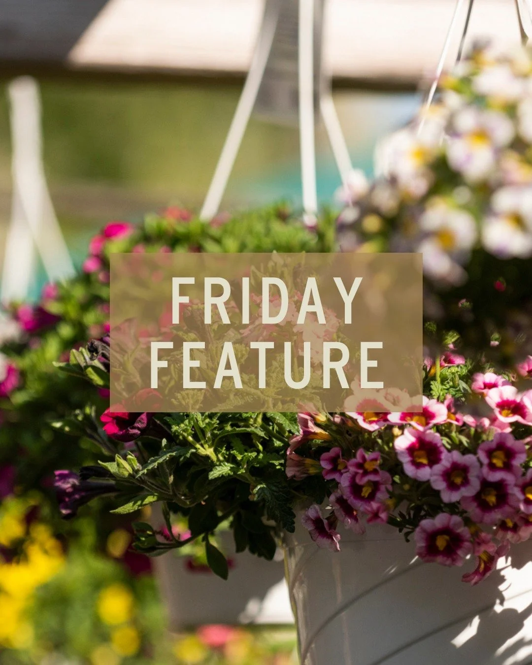 Add a little ✨whimsy✨ to your yard this year with a weeping cherry tree!

It's no surprise why they are one of the most photographed trees in the spring, and we have them in stock starting at $249.95. They are blooming NOW so come get these elegant b