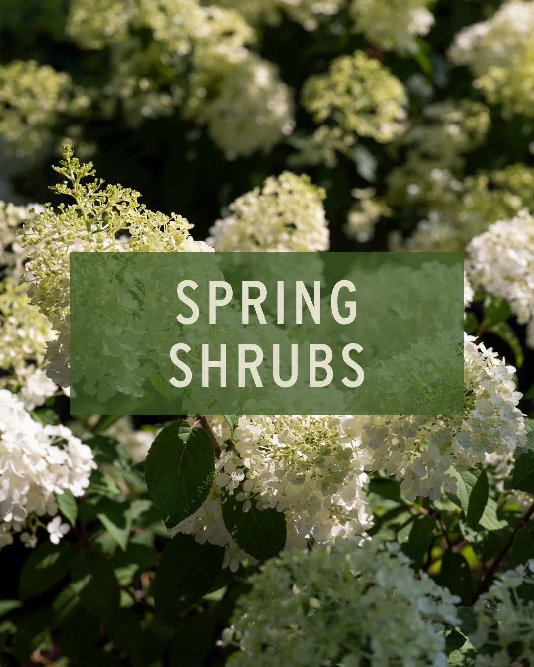Spring is the perfect time to plant your shrubs. Why?
The cooler temps and consistent moisture allow their roots to establish and acclimate before the summer heat. And good news, we are FULLY STOCKED with all your shrub needs. Here's a few highlights