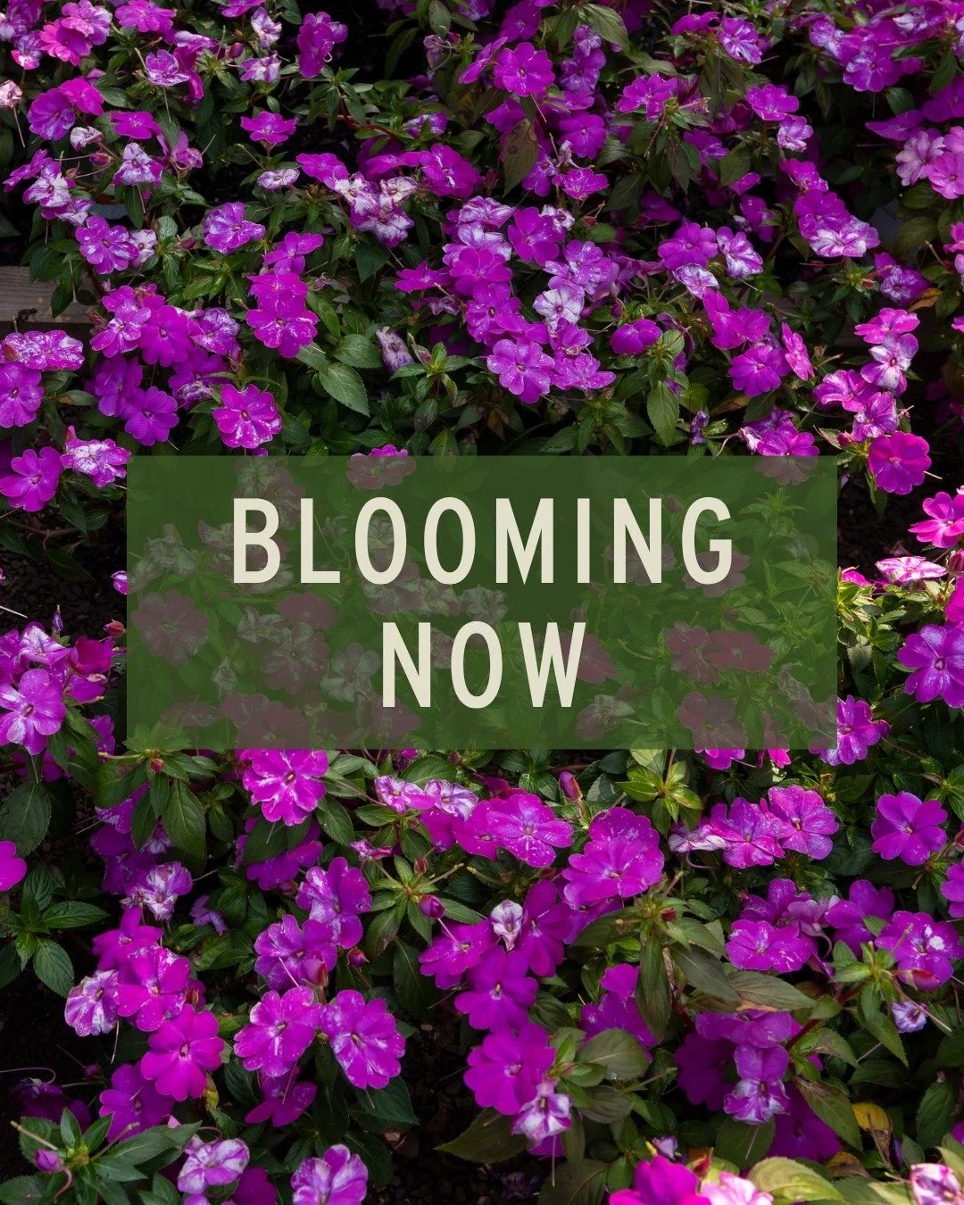 🌸 BLOOMING NOW 🌸 Our garden center is bursting with color thanks to these beauties! Here's how you can get them happily settled in your own garden:

Dianthus 💗 loves full sun &amp; well-draining soil, and don't forget to deadhead for non-stop bloo